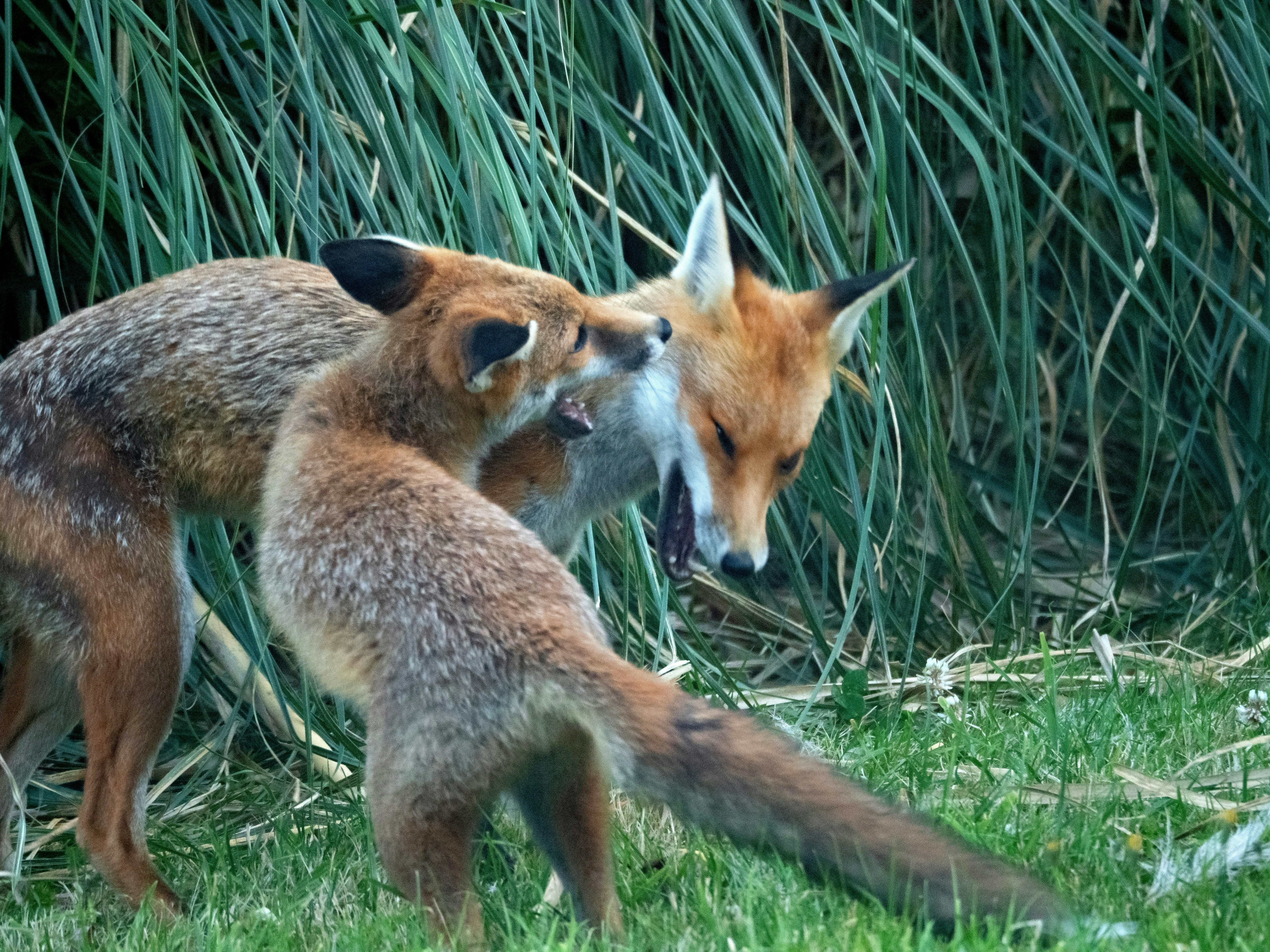 Photo by brett_jordan