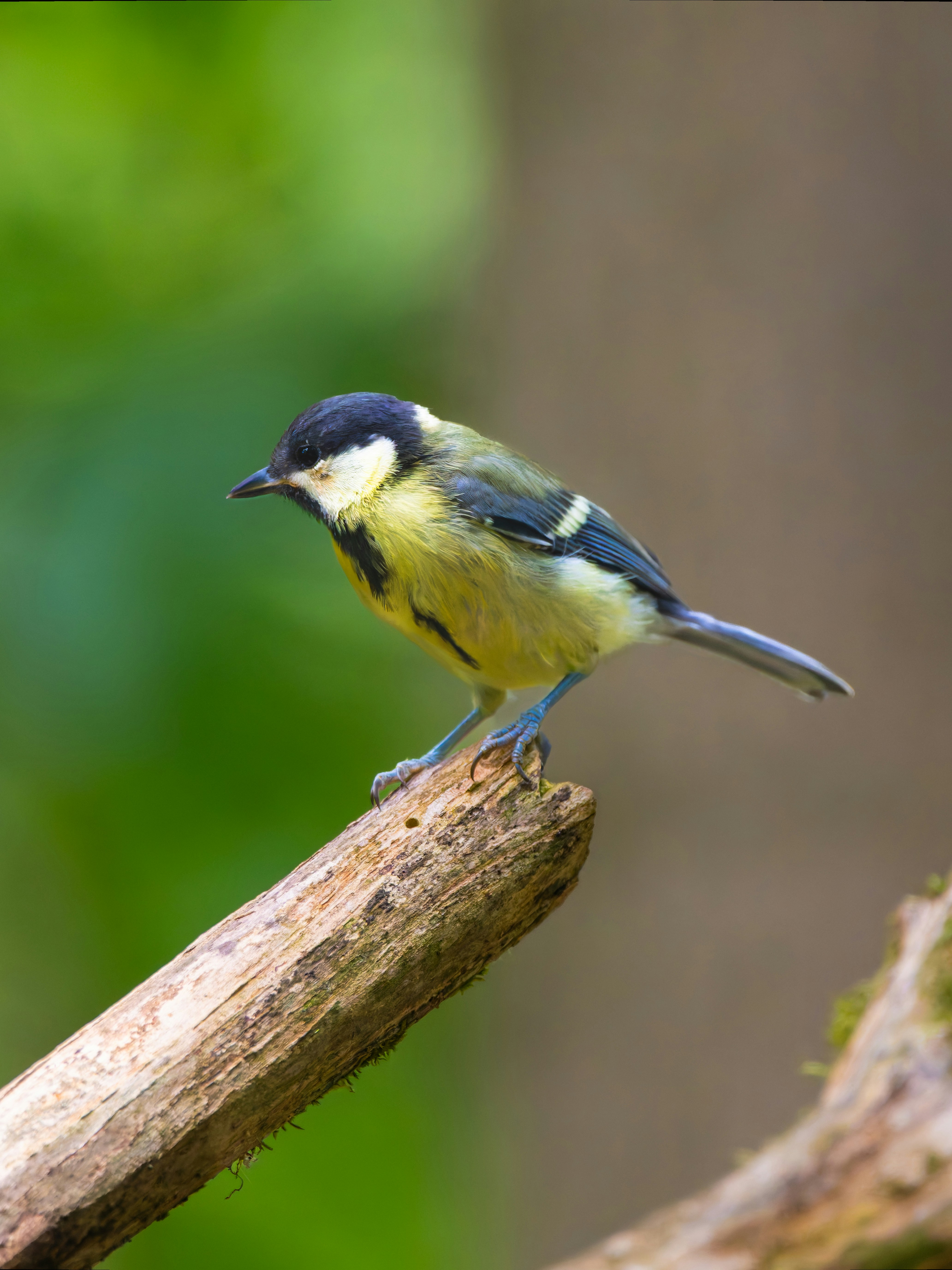 Photo by siegfriedpoepperl