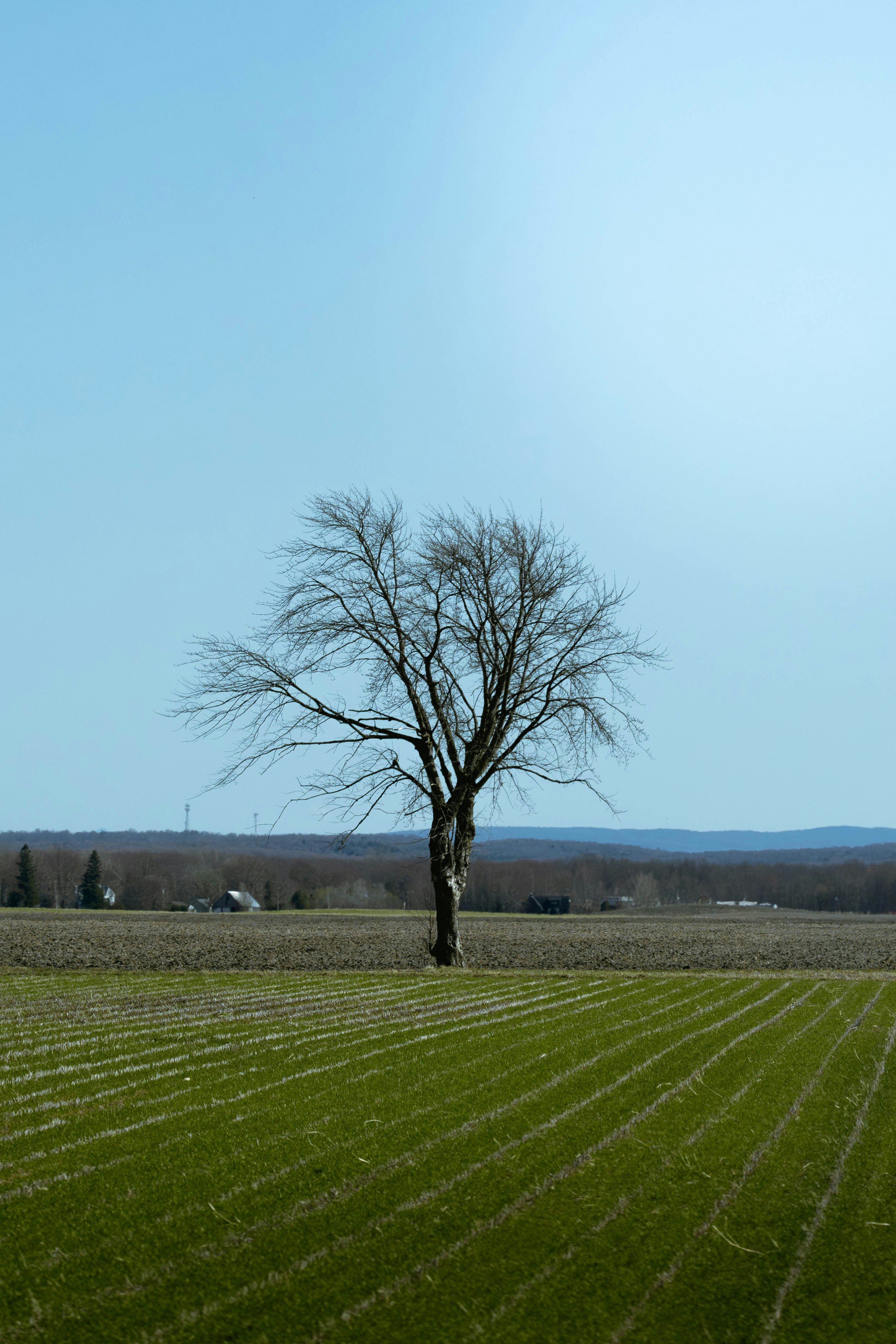 A bare tree stands in a green field.