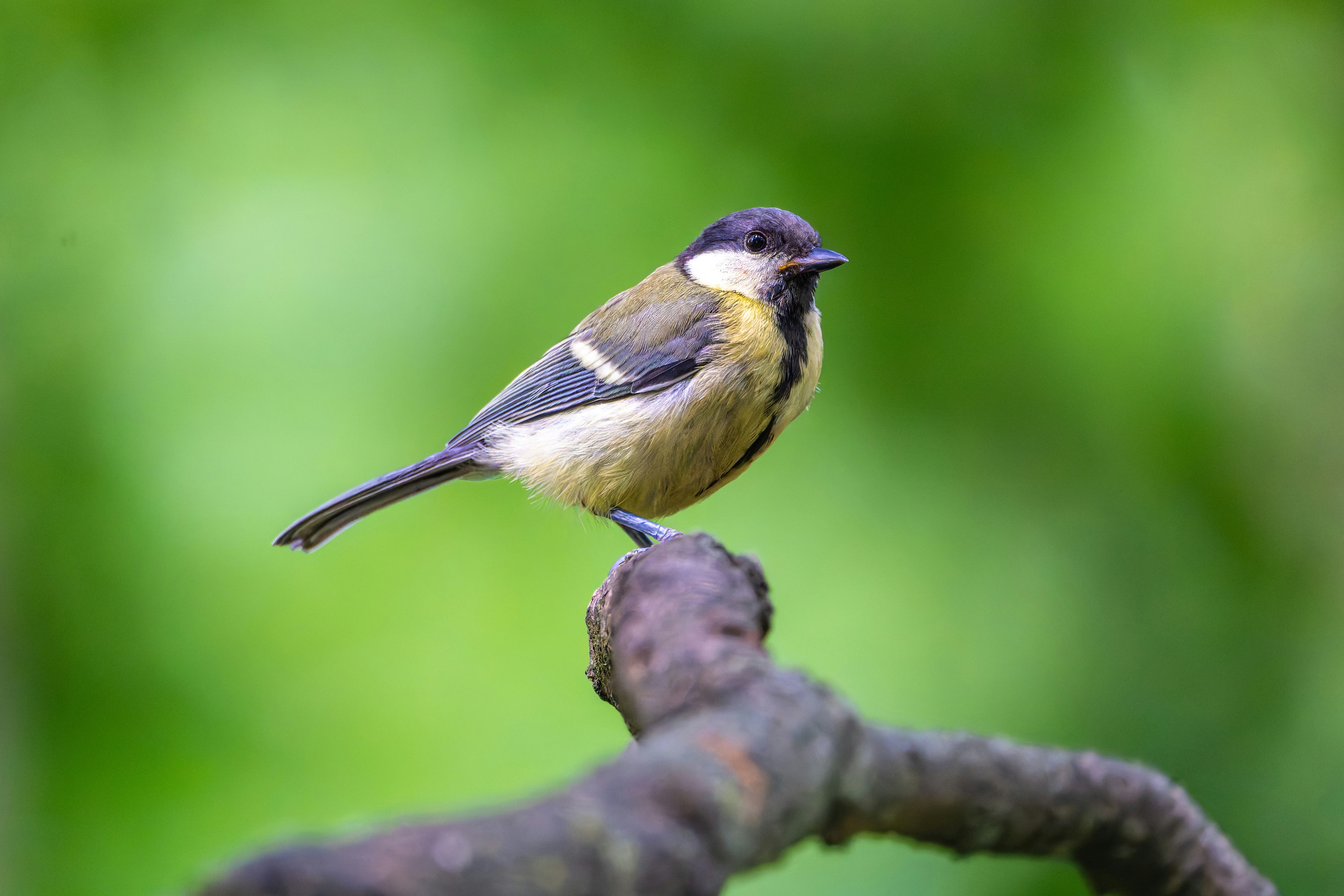 Photo by siegfriedpoepperl