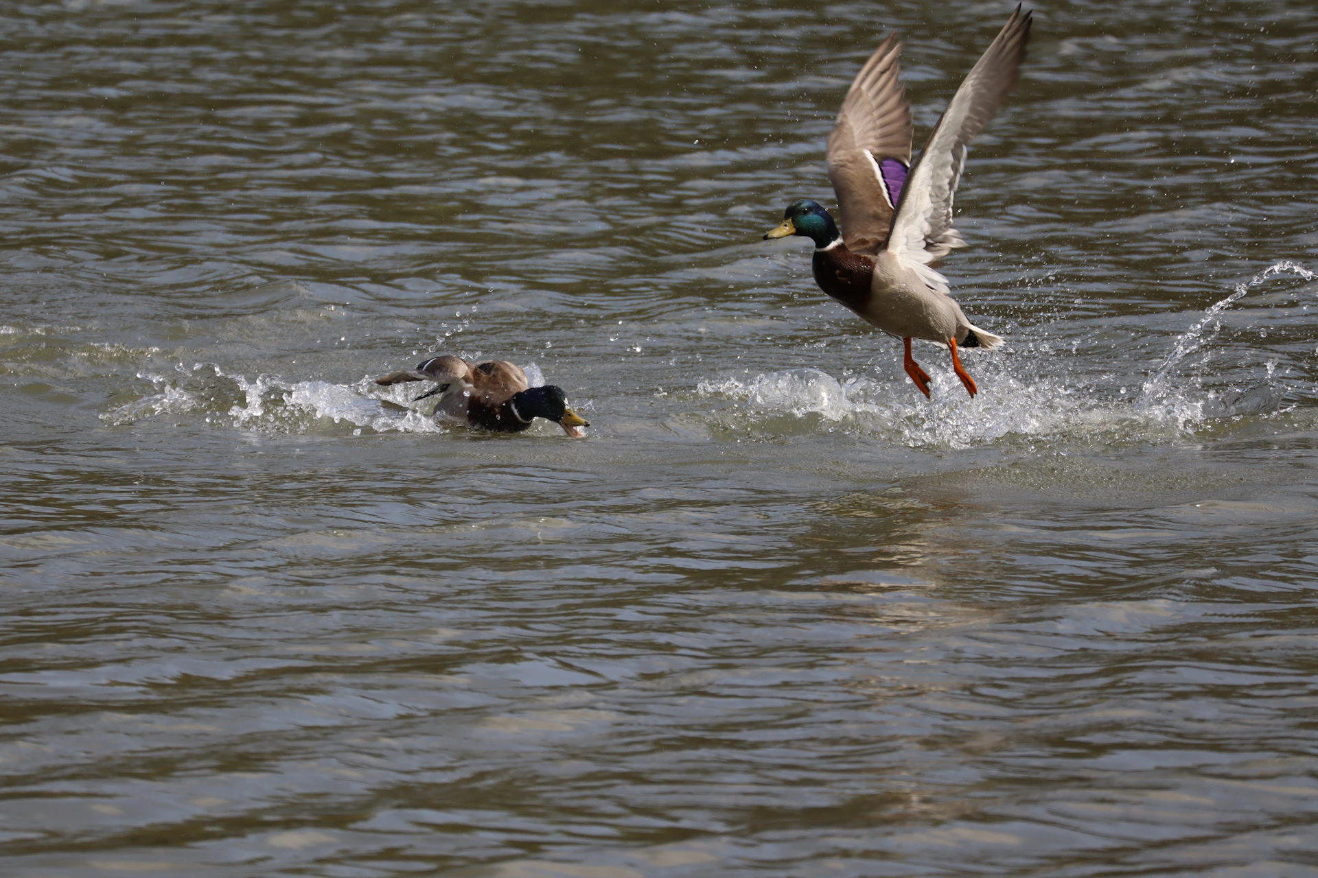 A duck takes flight near another in water.