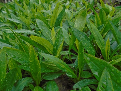 Lush green leaves covered with droplets of water.