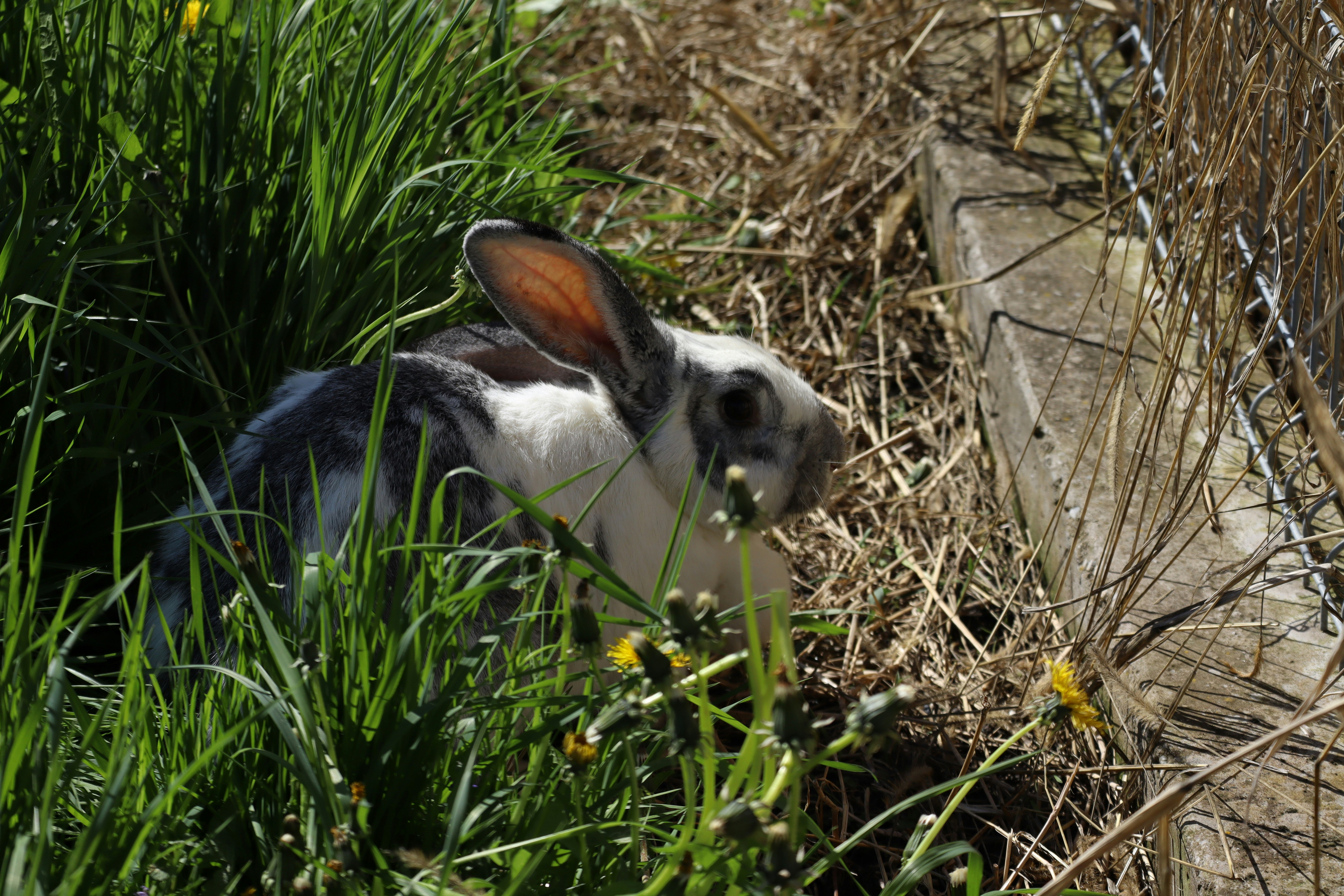 Playful Mimicry: Copycat (and Copybunny) Moments (image credits: unsplash)