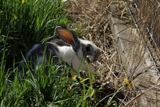 A rabbit sits in the green grass and brown hay.