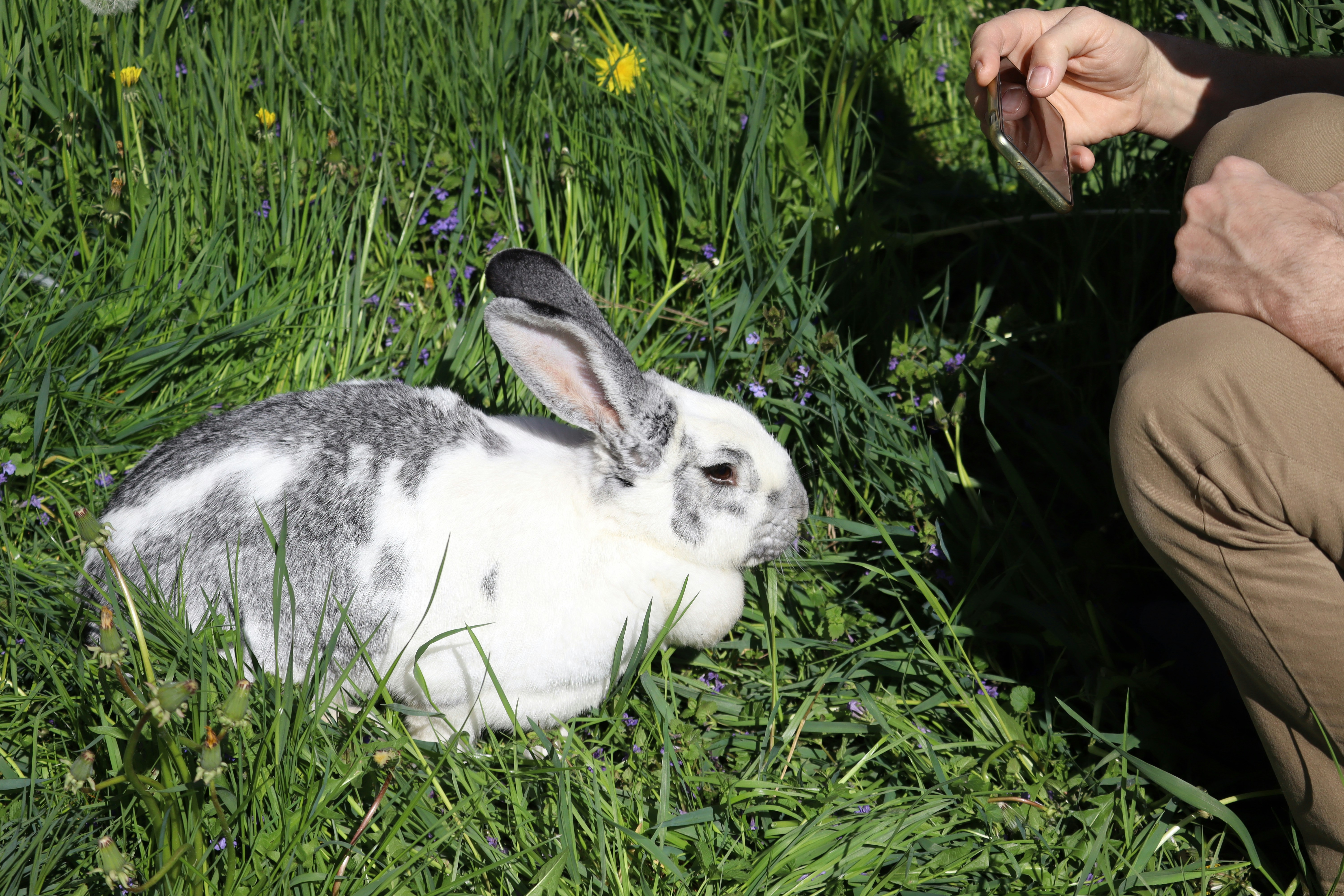 Someone takes a photo of a cute rabbit.