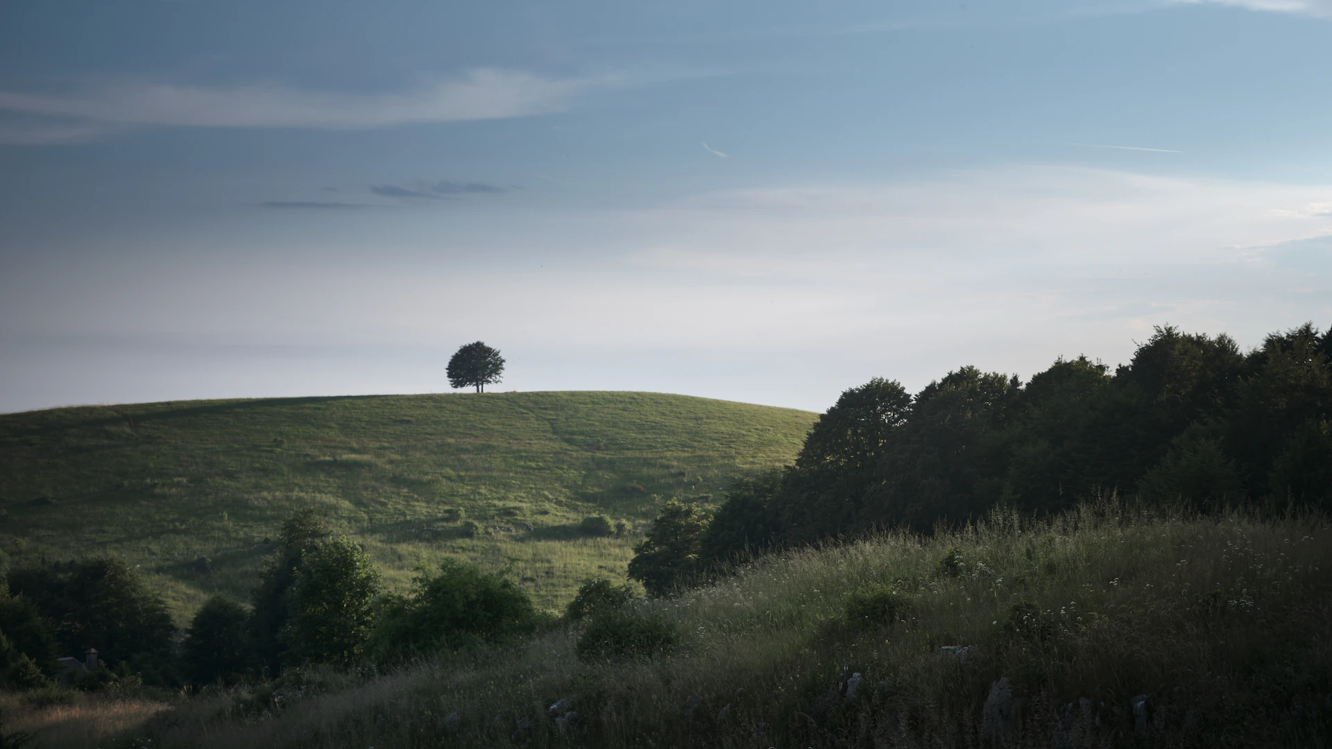 A solitary tree stands atop a rolling green hill.