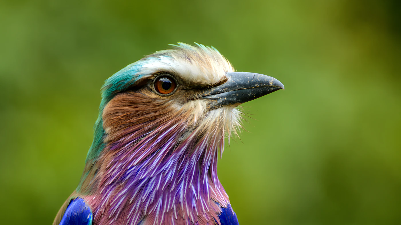 A lilac-breasted roller showing its vivid plumage