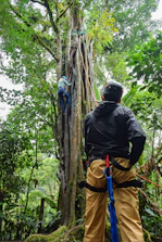 A person climbs a huge tree with rope.