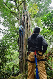 A person climbs a huge tree with rope.