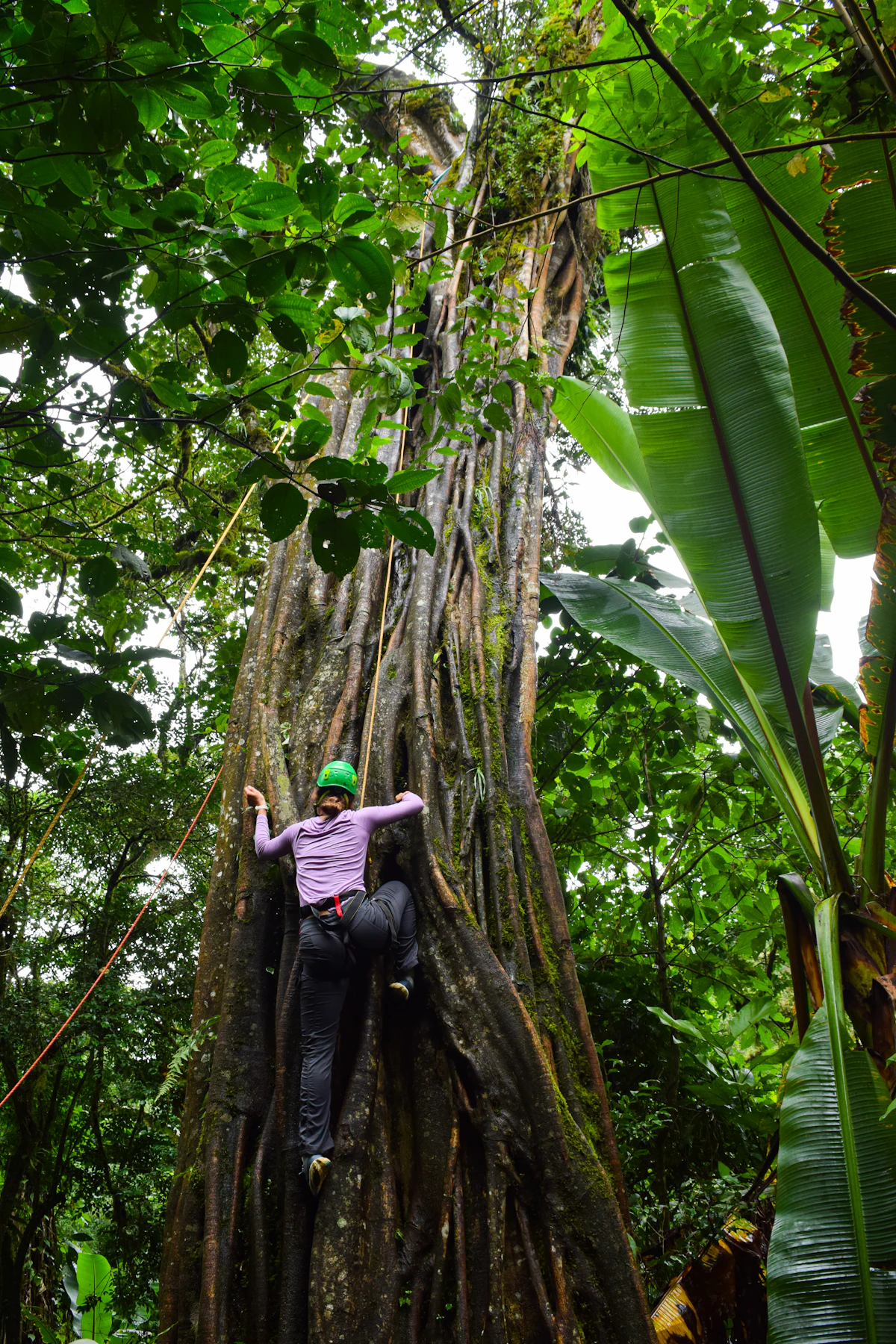 A person climbs a gigantic tree