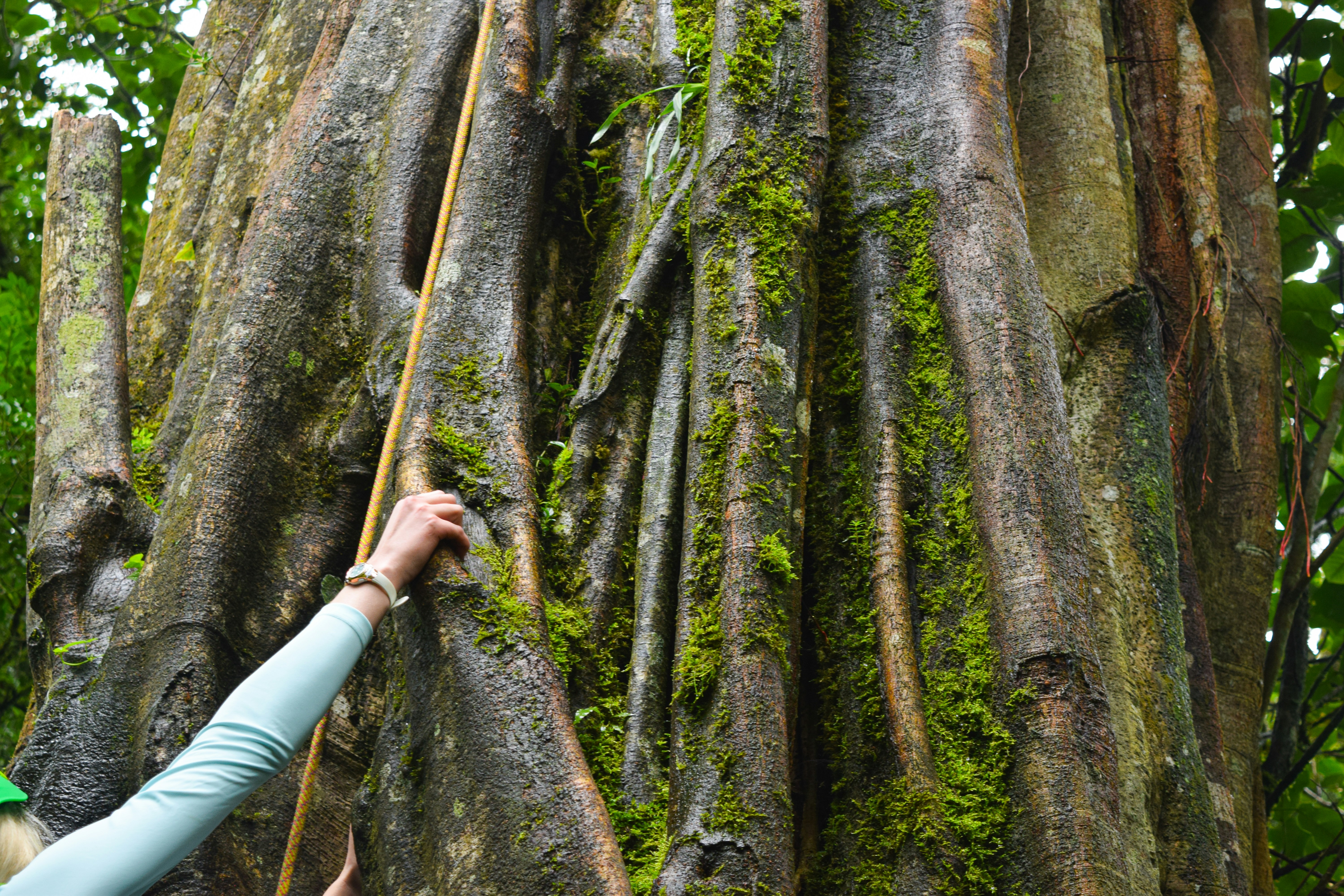 A person touches the huge trunk of a tree.