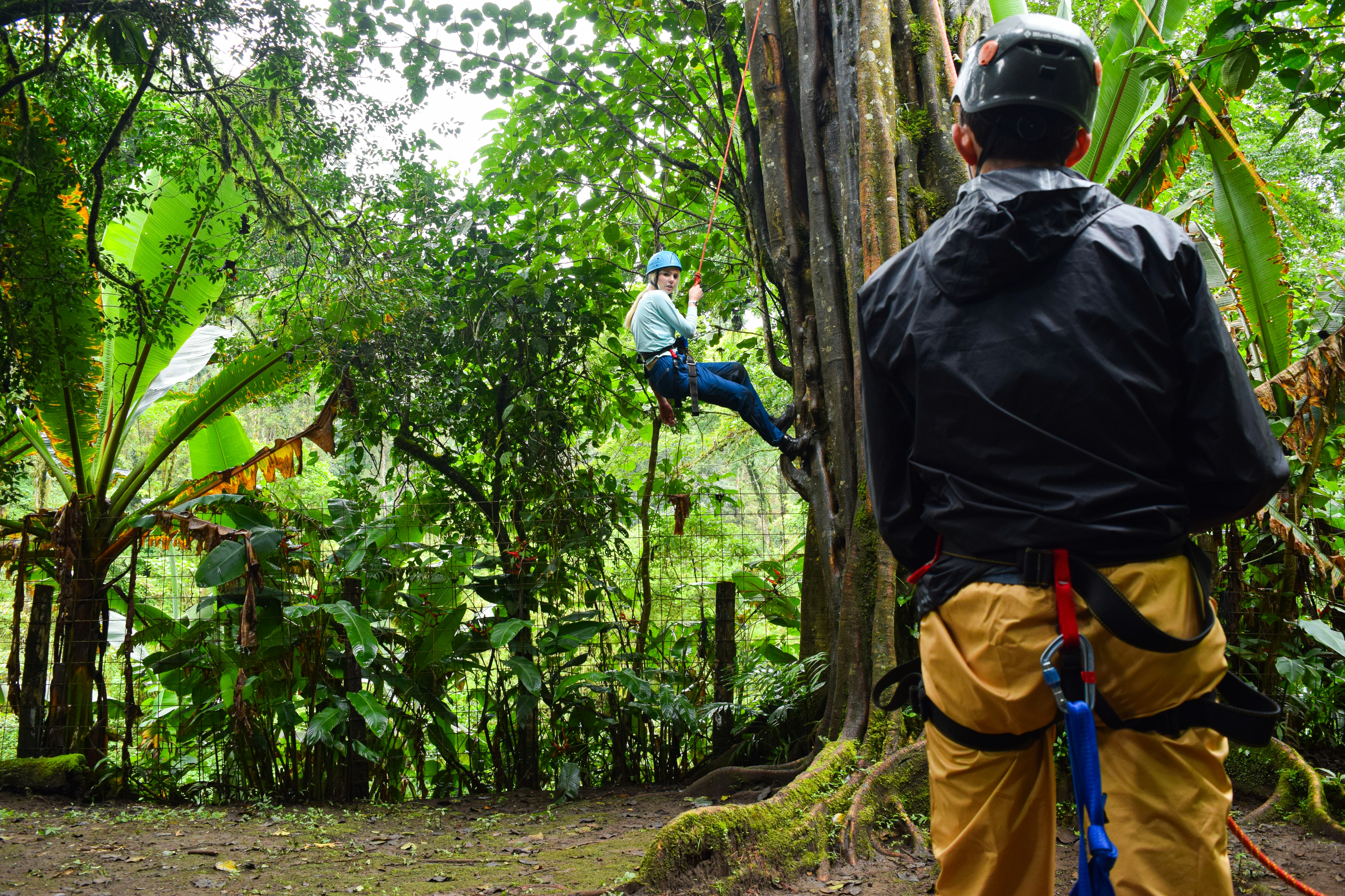 A person rappels down a tree in a forest.