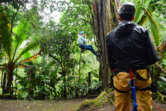 A person rappels down a tree in a forest.