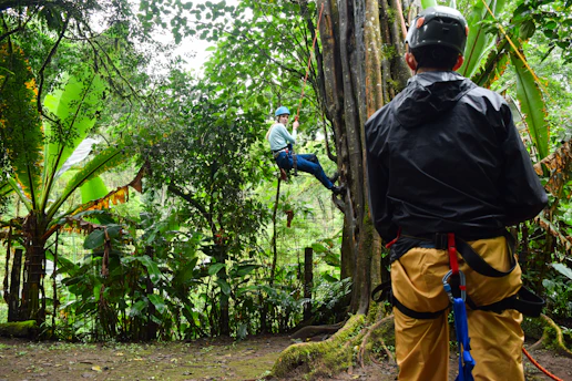 A person rappels down a tree in a forest.