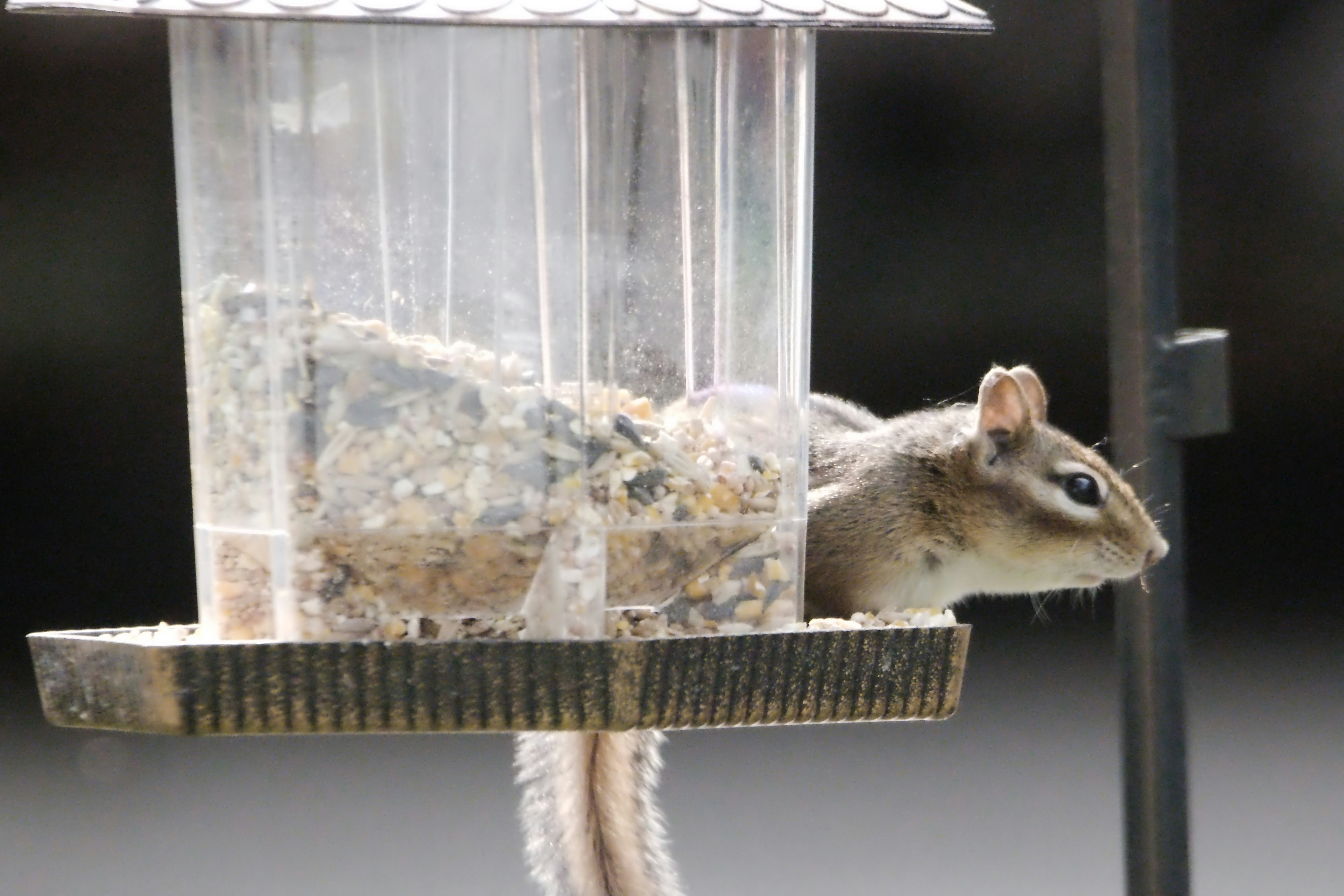 A chipmunk is feasting inside a bird feeder.