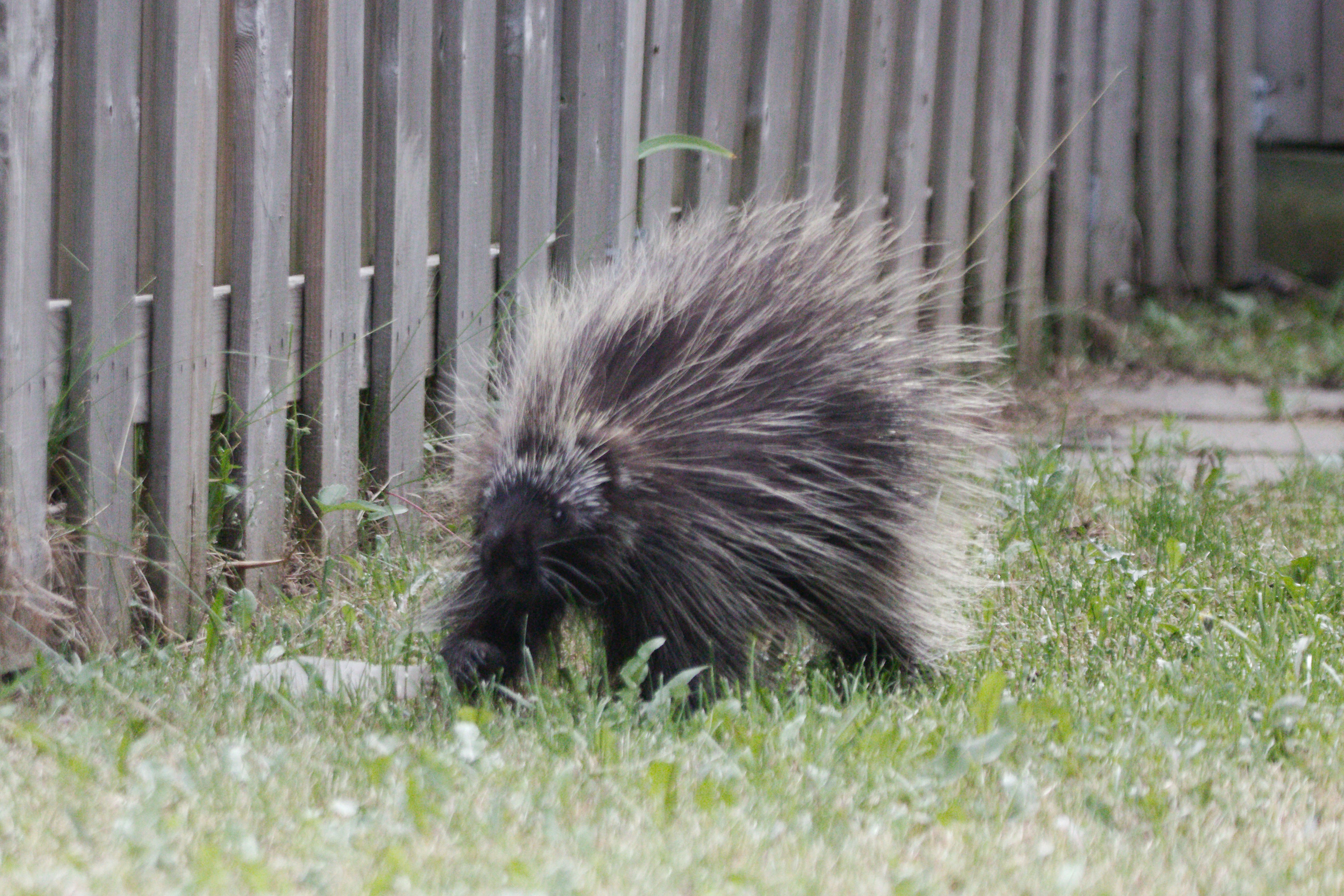 A porcupine walks in green grass.