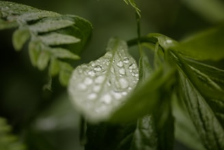 Dewdrops cling to a delicate leaf.