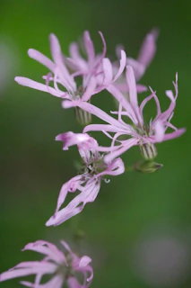 Pretty, delicate pink wildflowers bloom close-up.