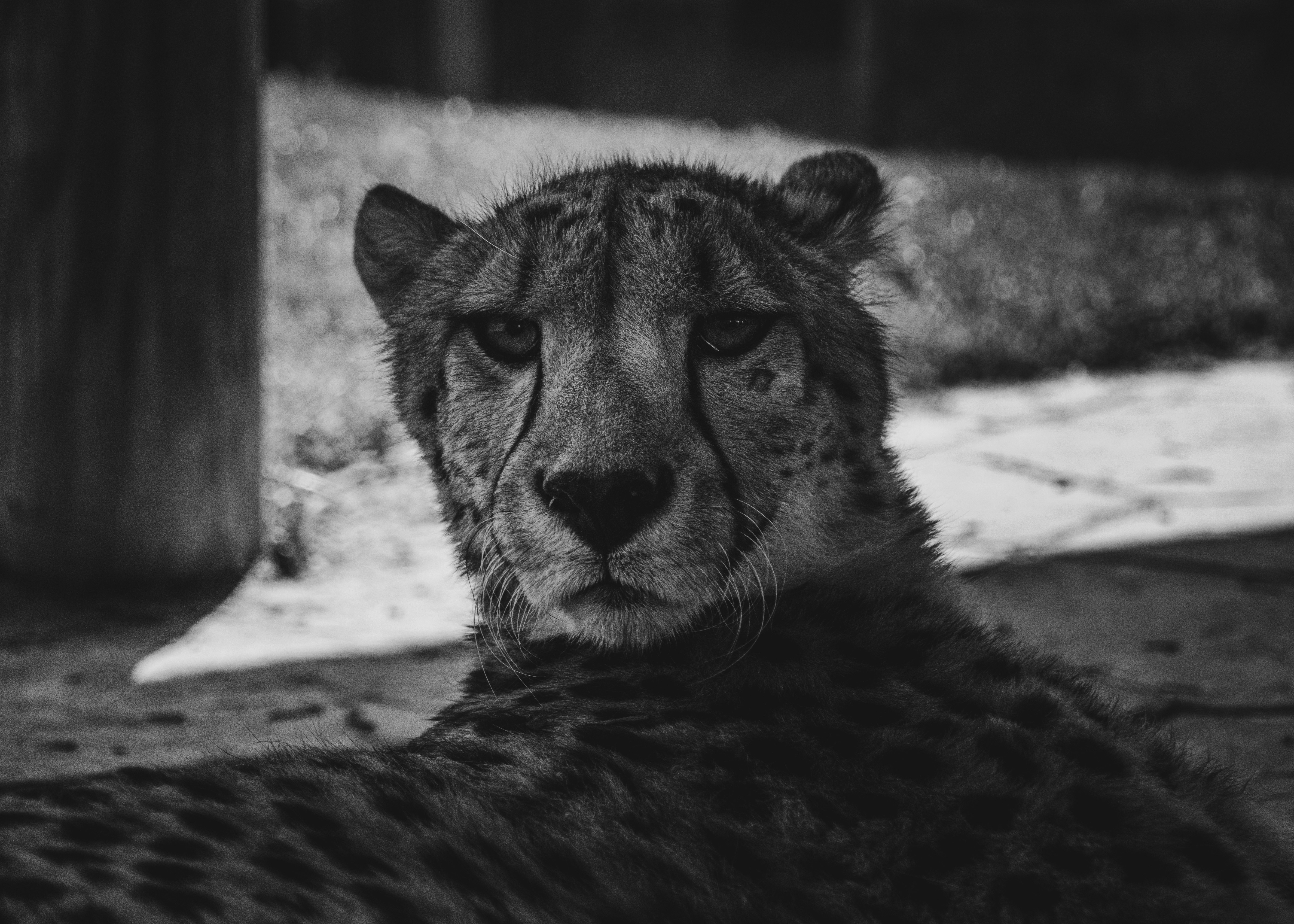 A cheetah rests, staring intensely at the viewer.