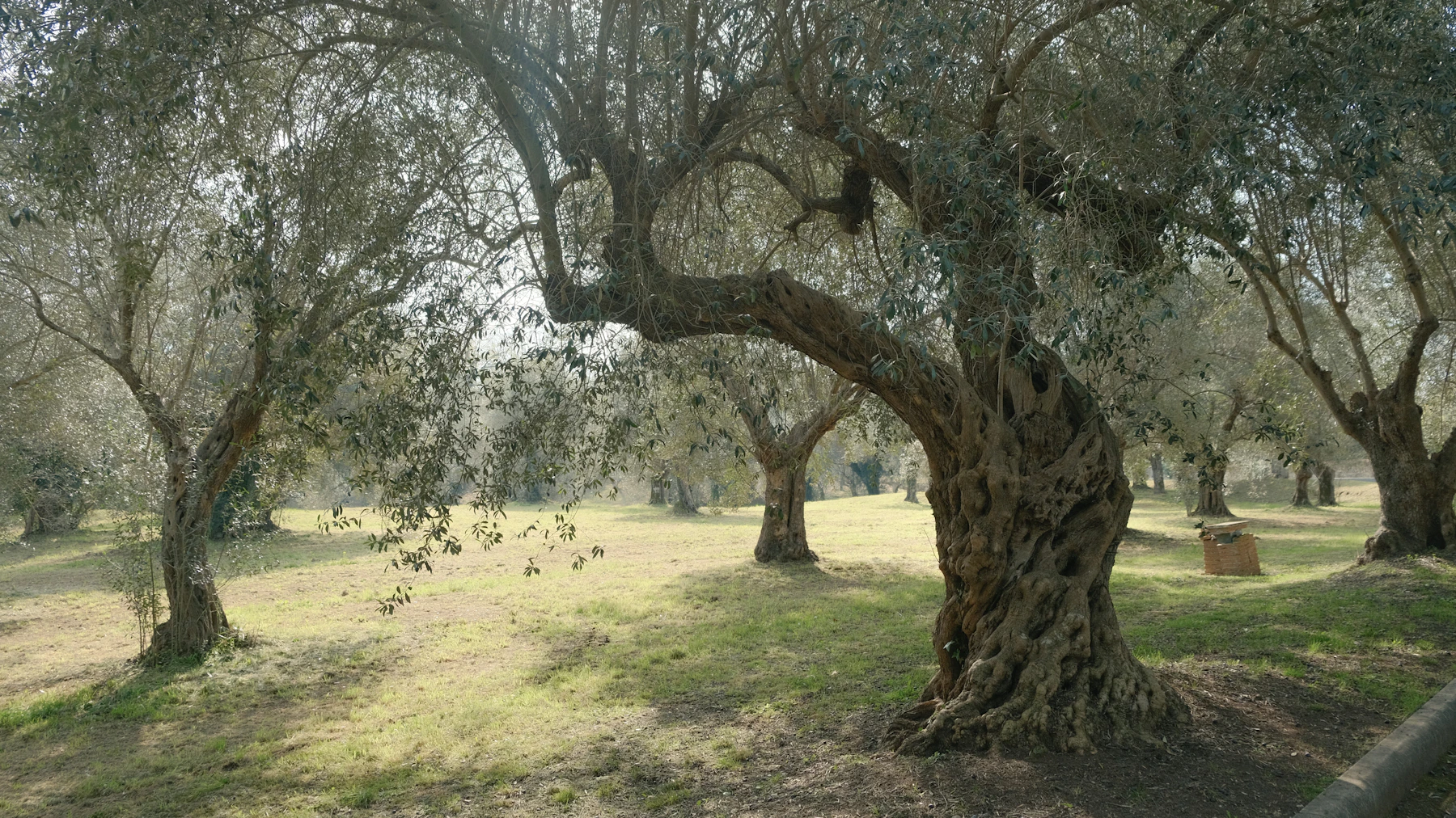 Olive trees in a sunlit grove in Tivoli, Italy