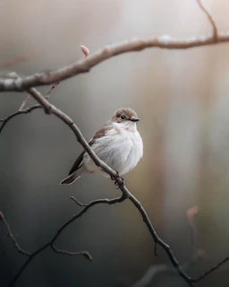 Female European flycatcher