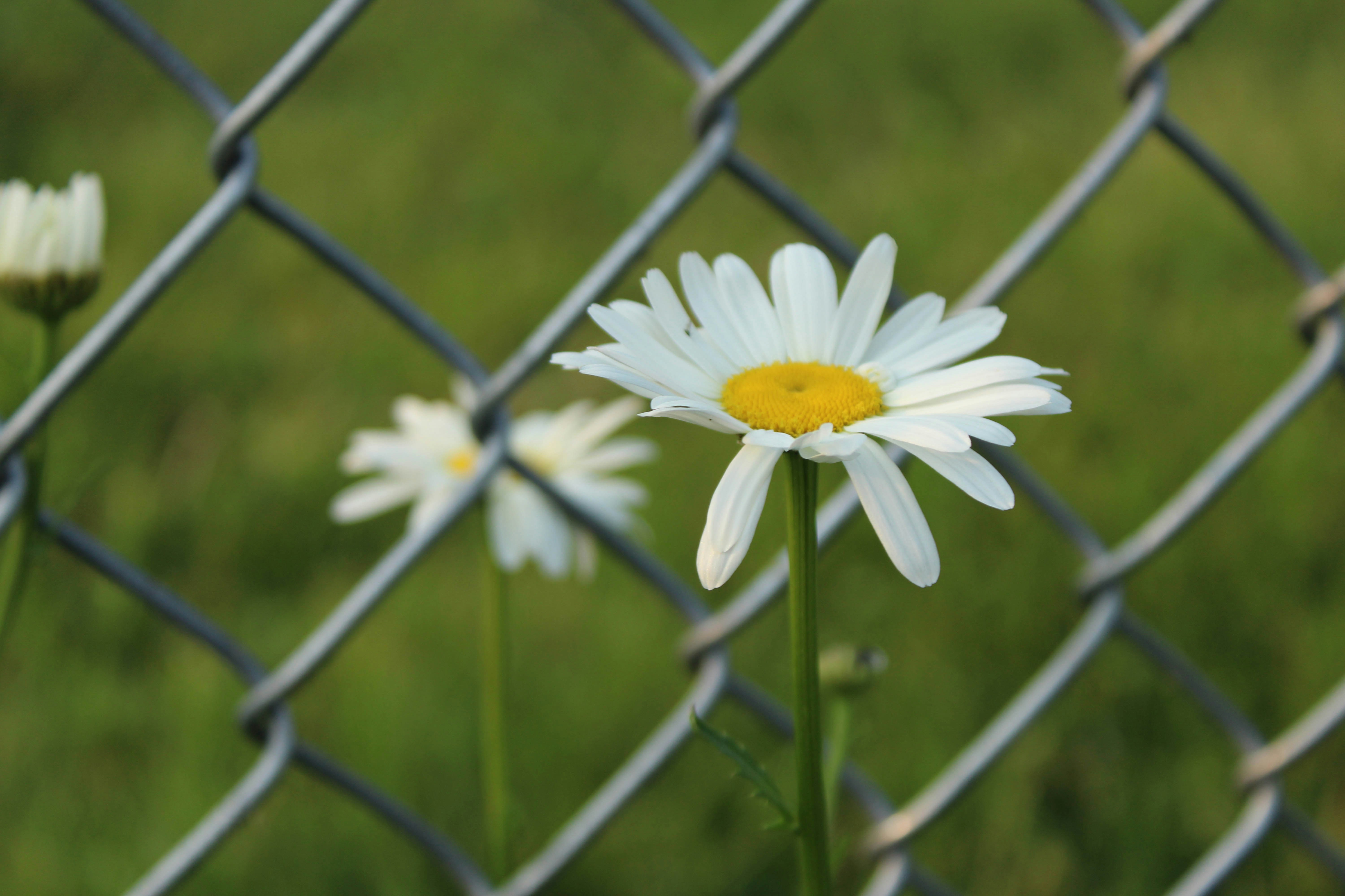 Le margherite fioriscono liberamente dietro una recinzione di rete metallica.