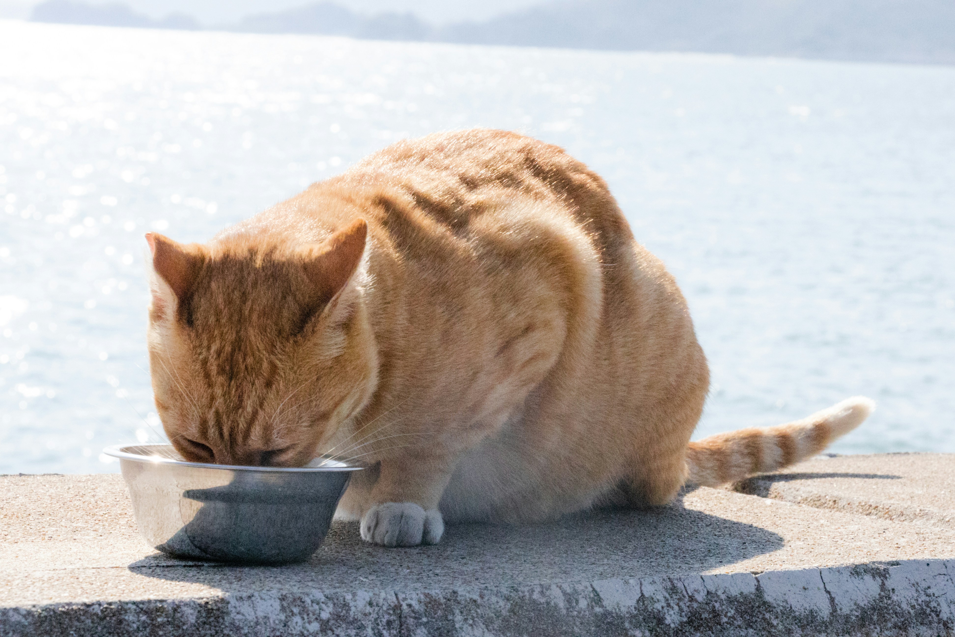 Cat drinking water from a bowl