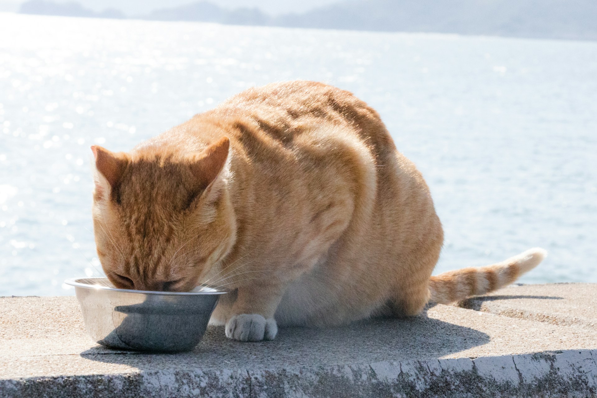 A cat drinks from a bowl near the water.