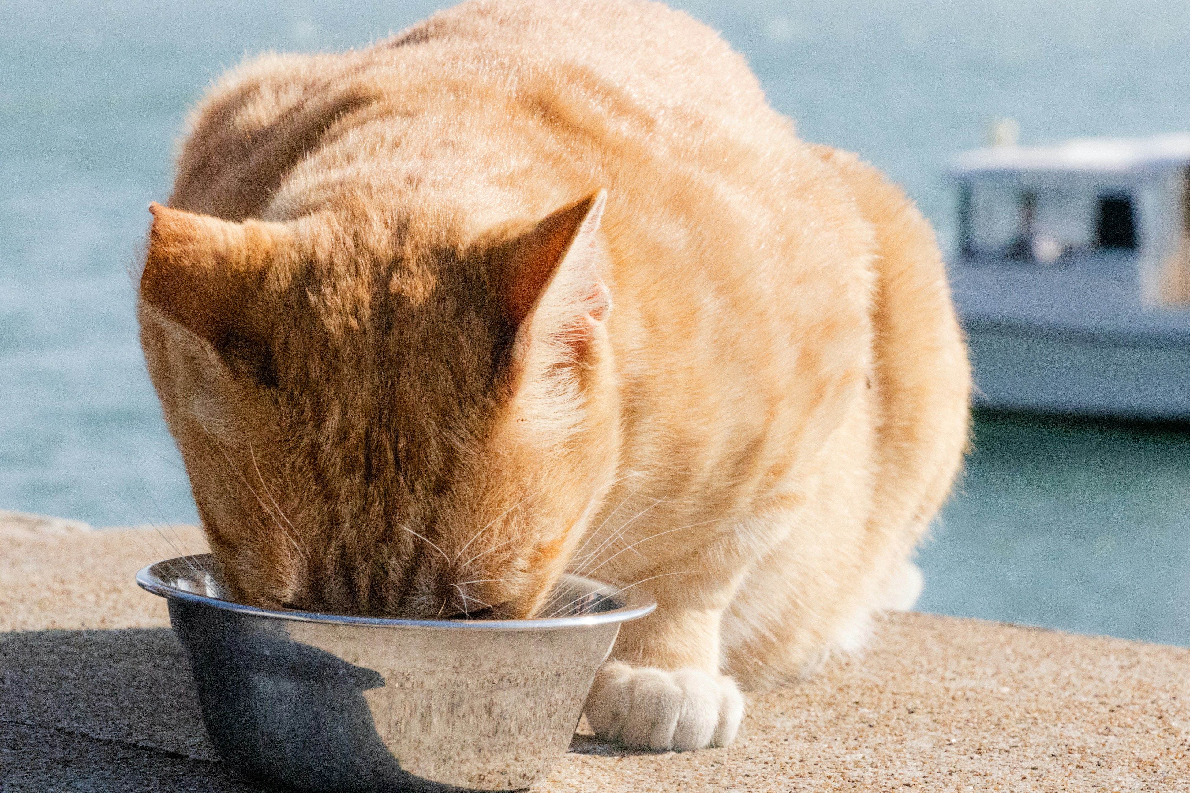 Affordable Cat Food for Senior Cats: 2026 Guide