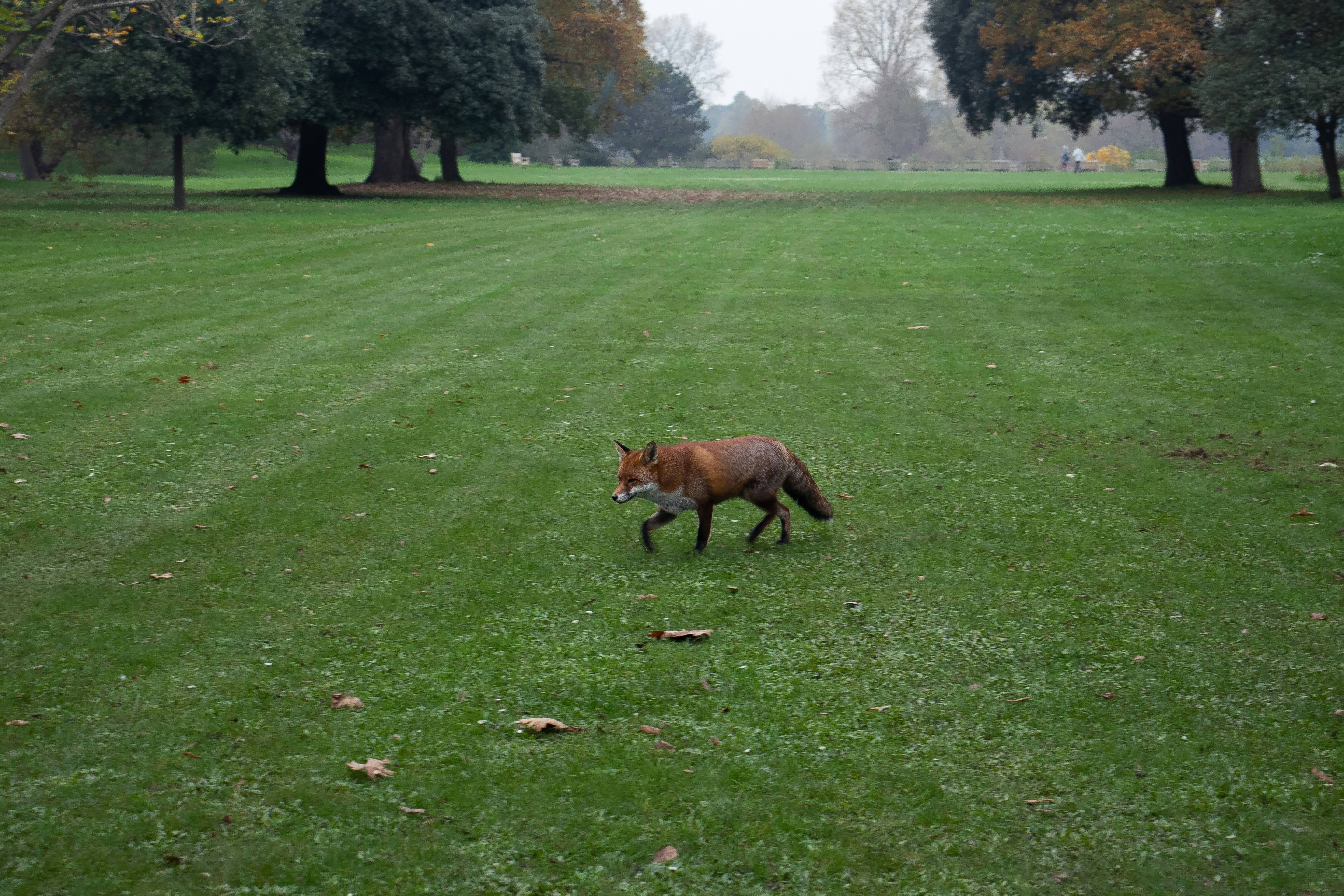 Fox Park