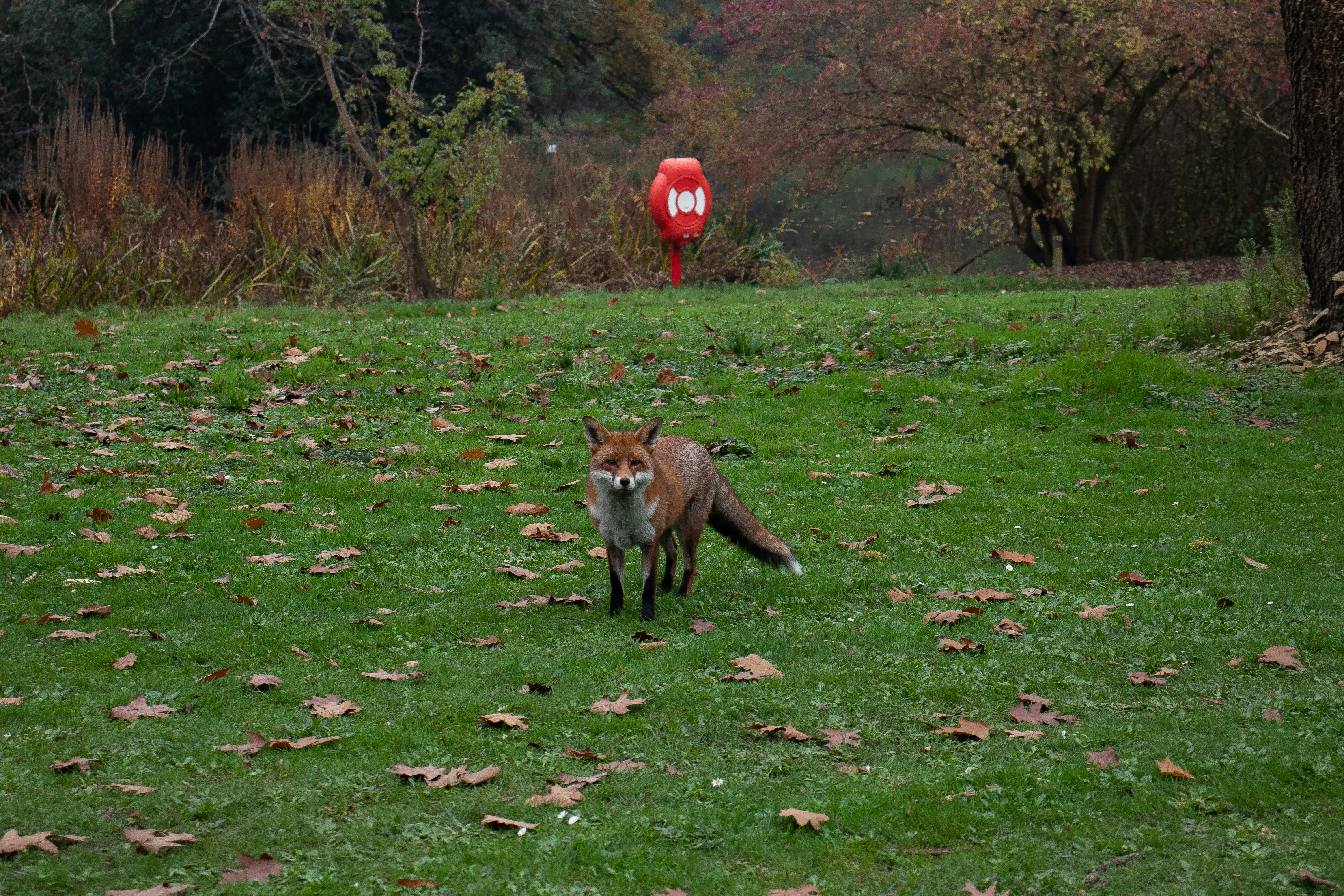 Fox Meadow Park