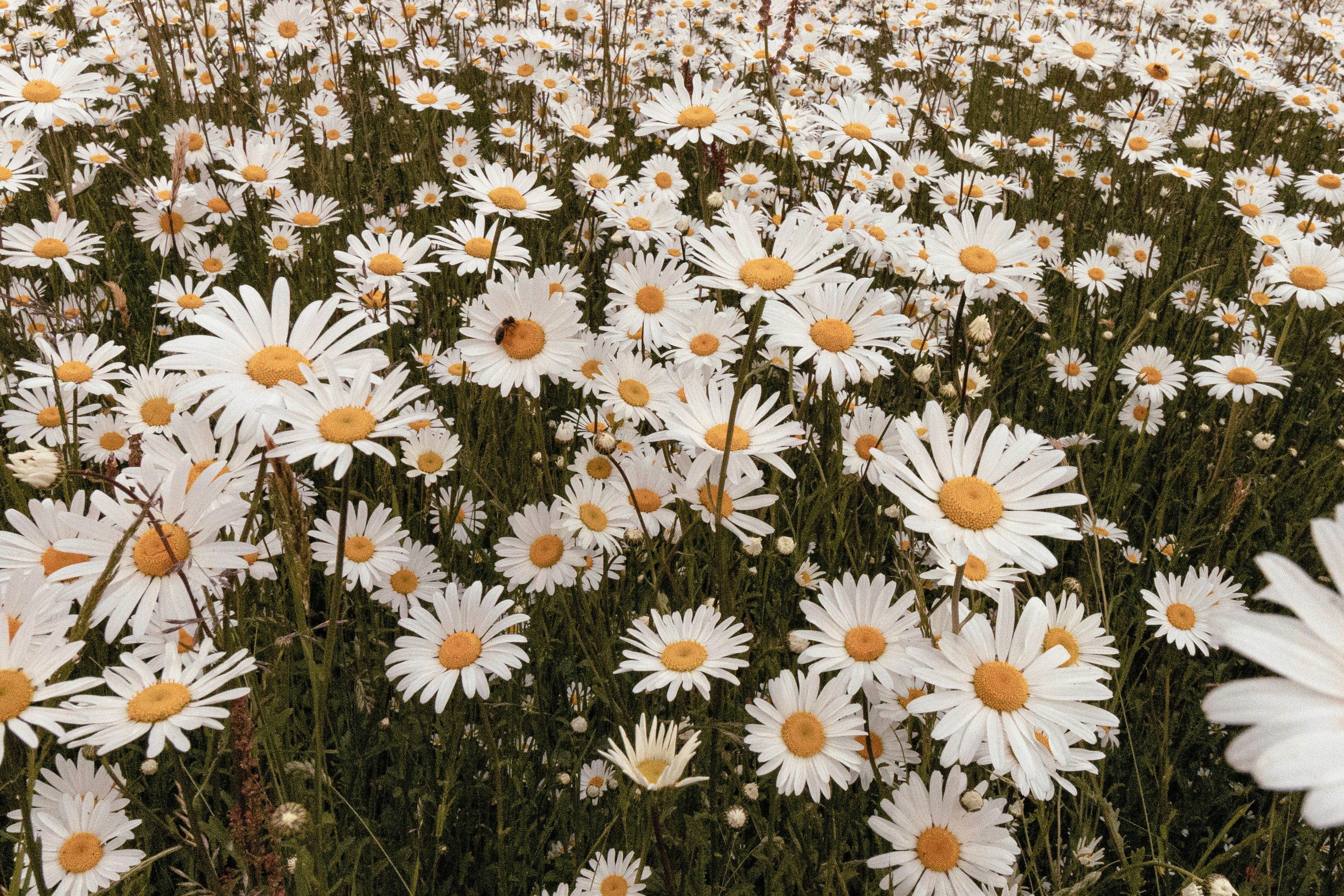 Photo by chingwai0820