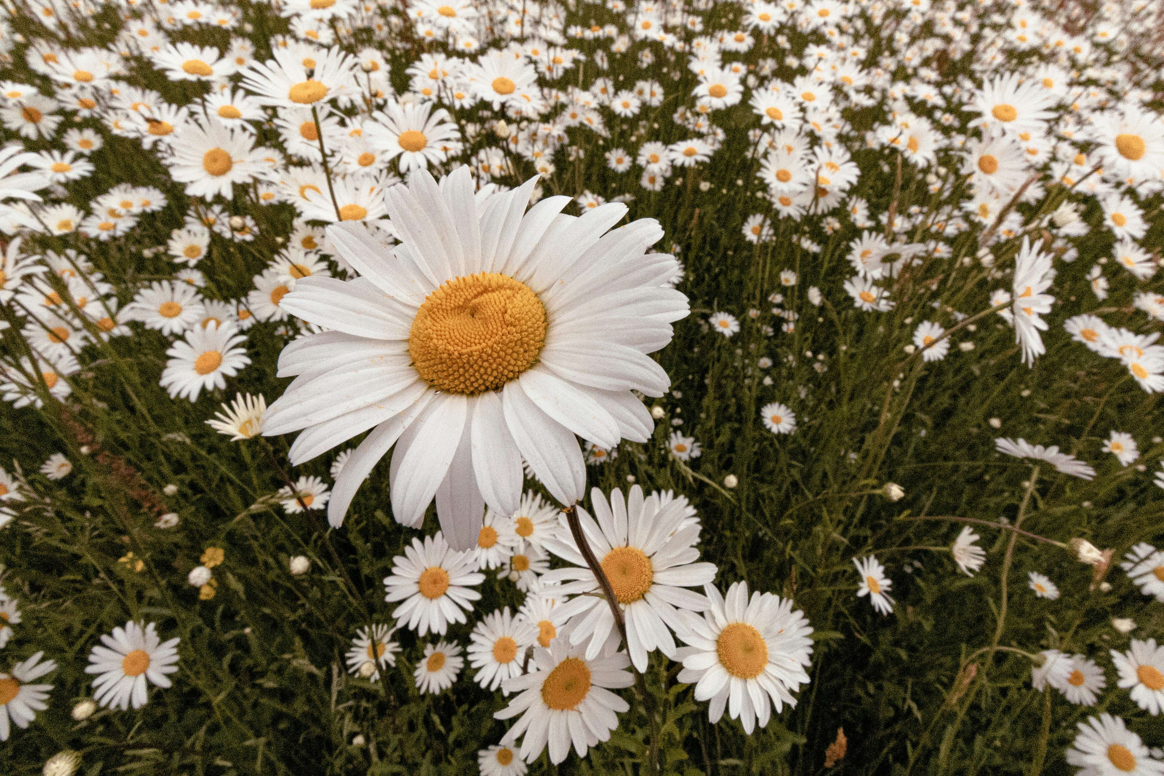 Photo by chingwai0820