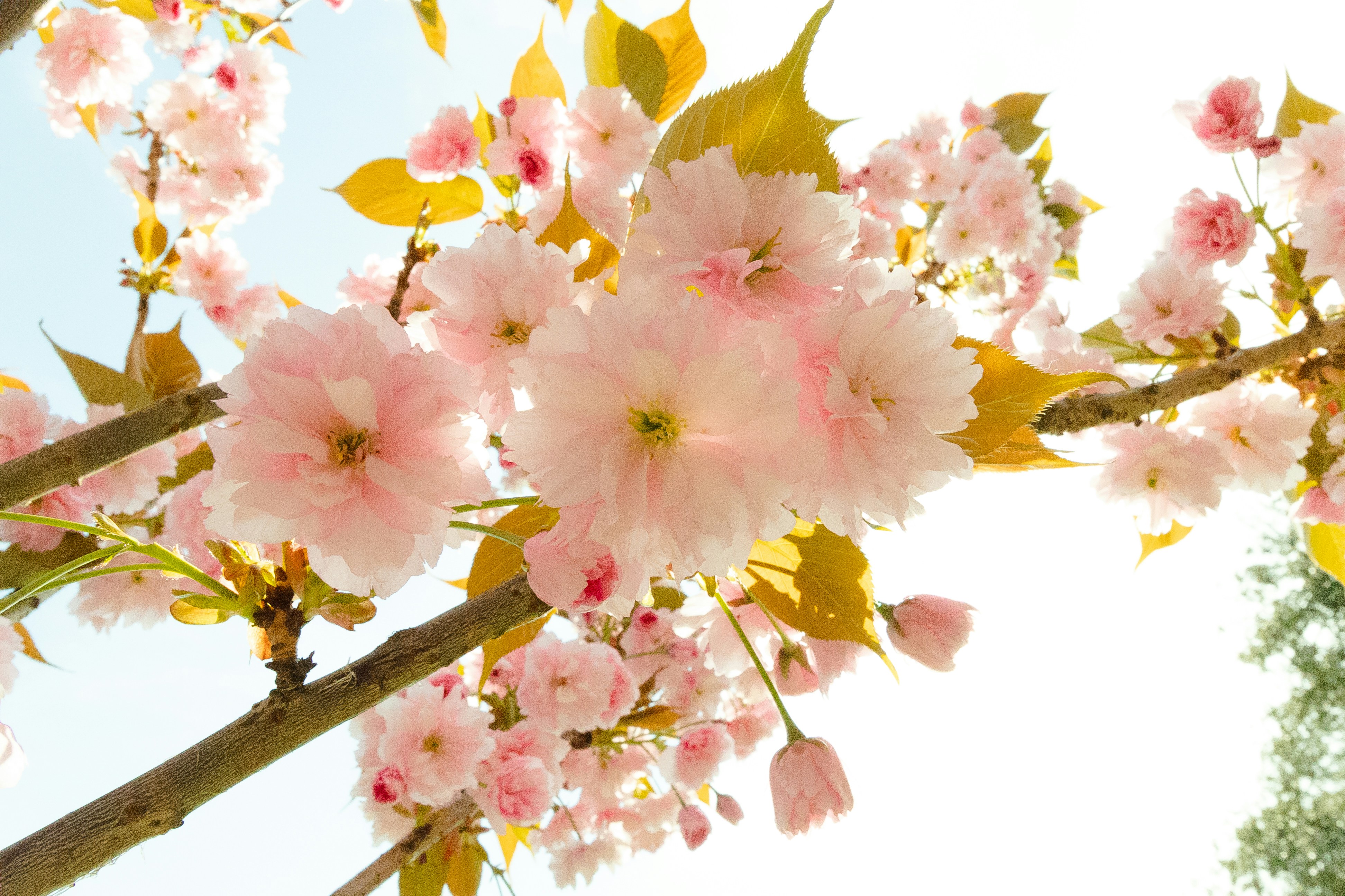 Pink cherry blossoms bloom in sunlight.