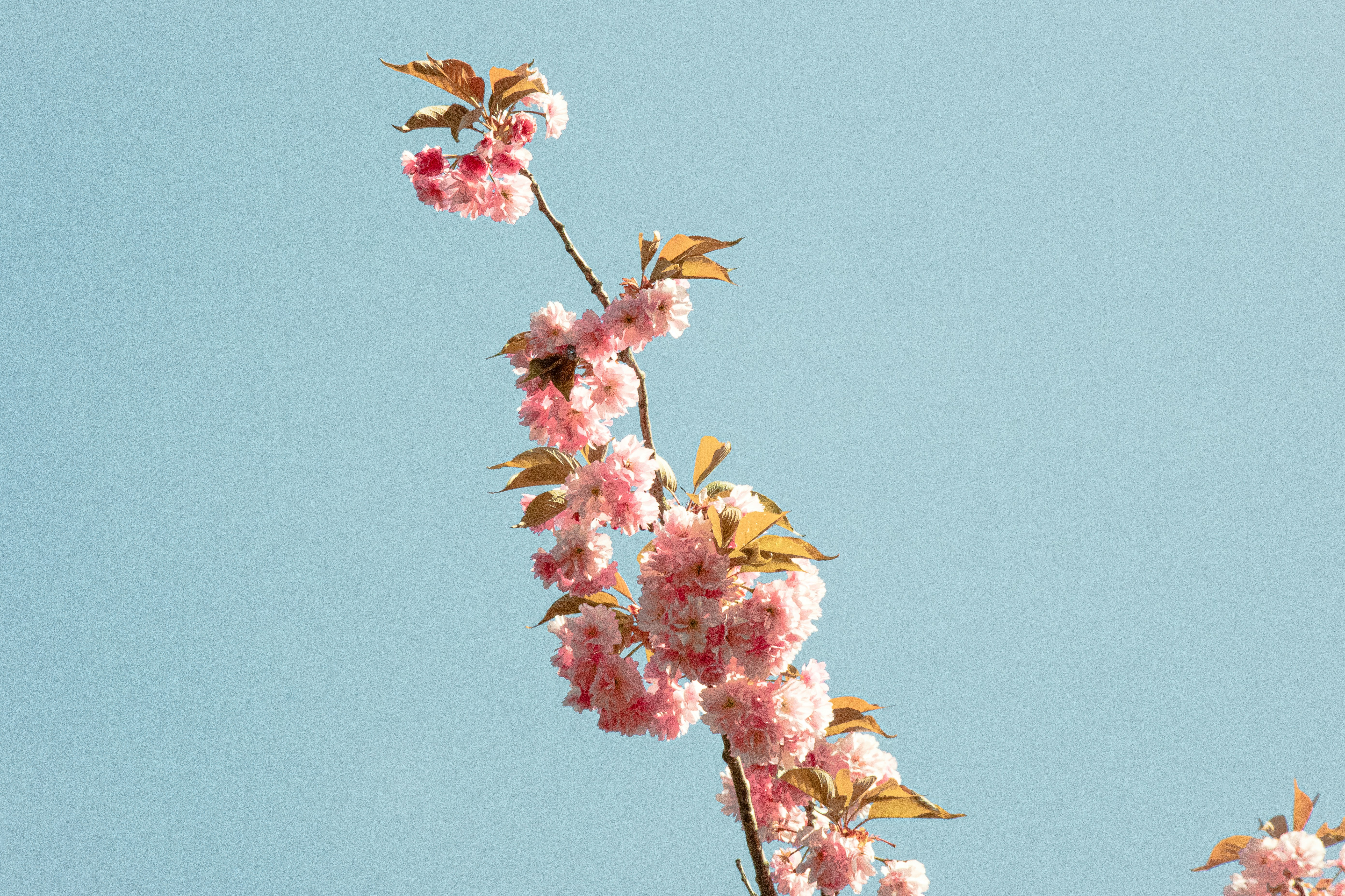 Cherry blossoms bloom against a clear, blue sky.