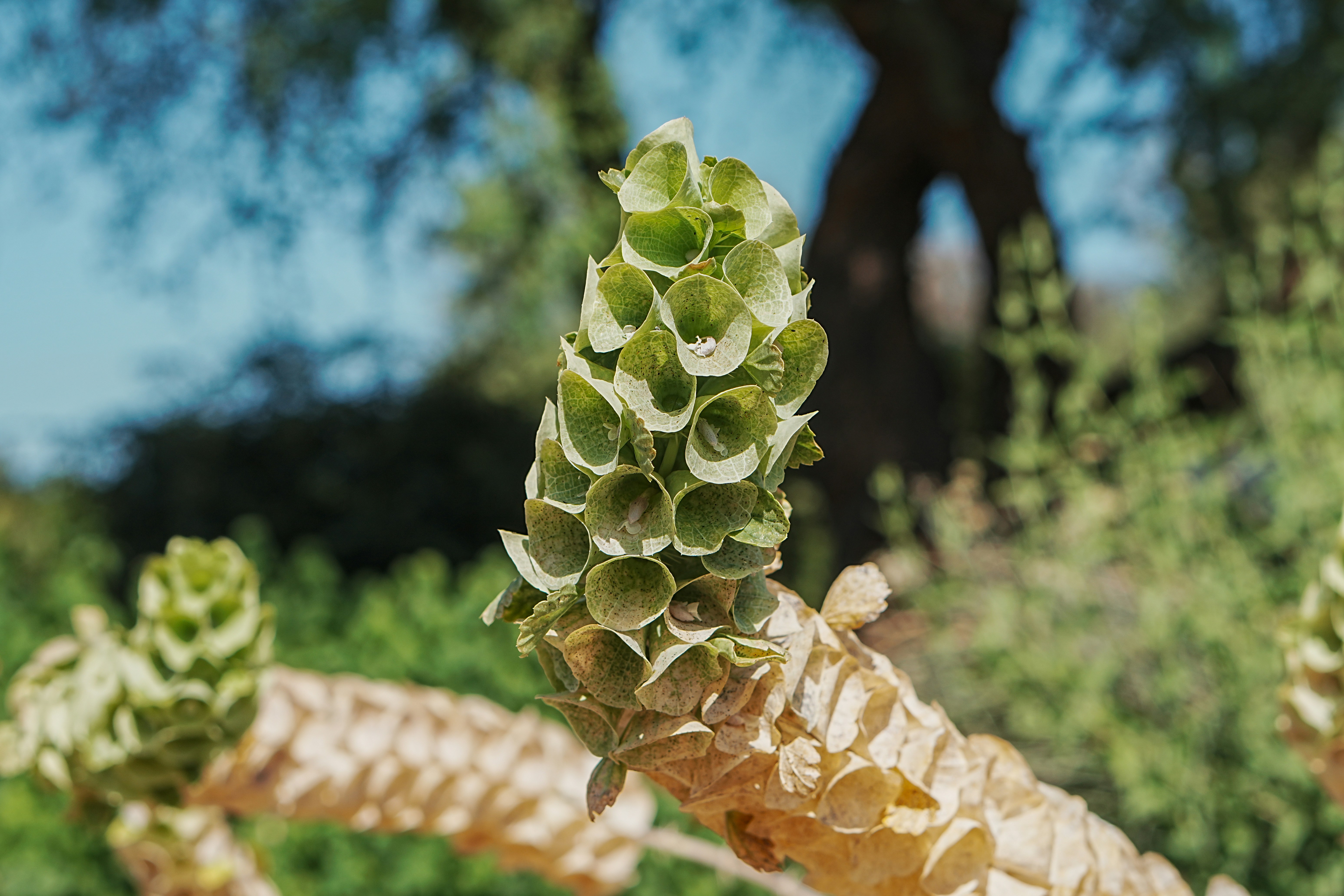 Plant's flower head with green seed pods.
