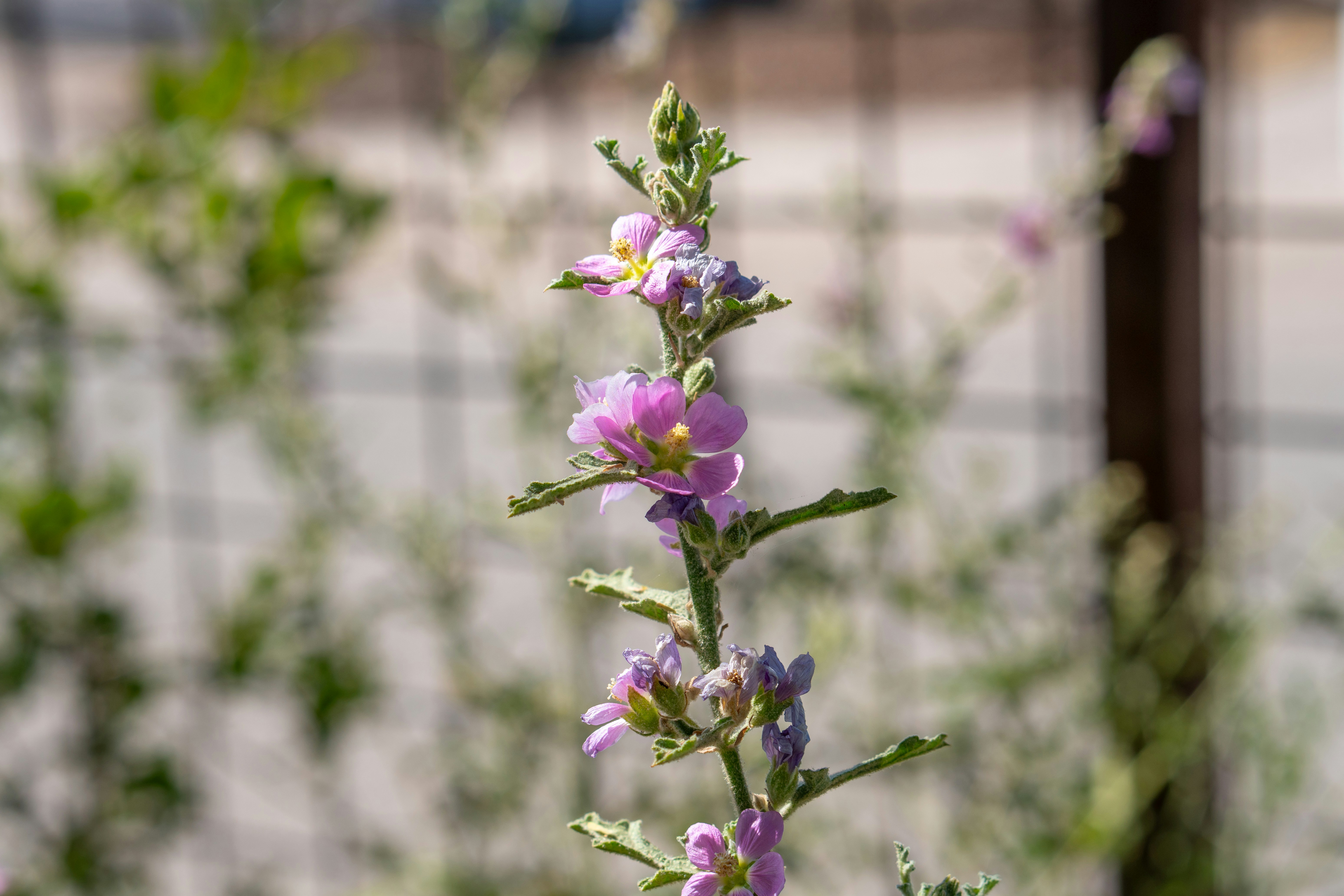 Purple flowers bloom on a slender plant.
