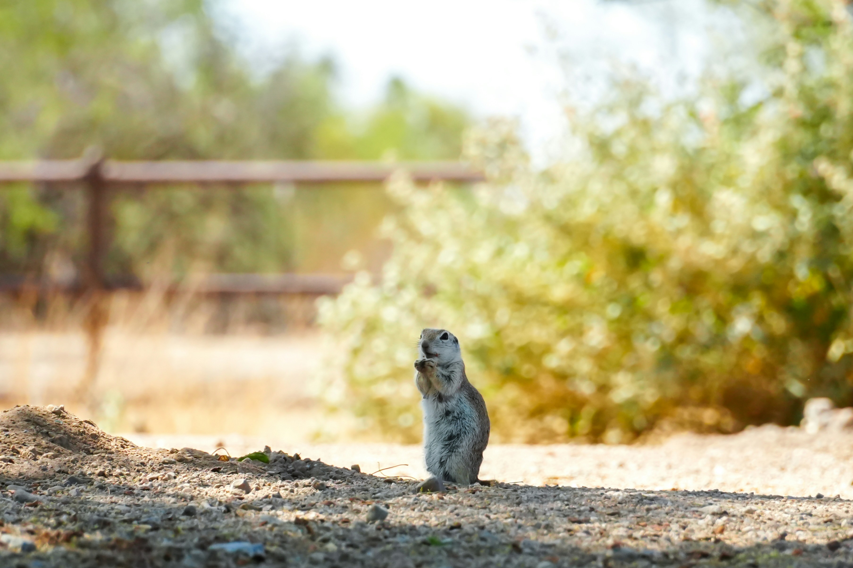 A ground squirrel stands alert in its natural habitat.