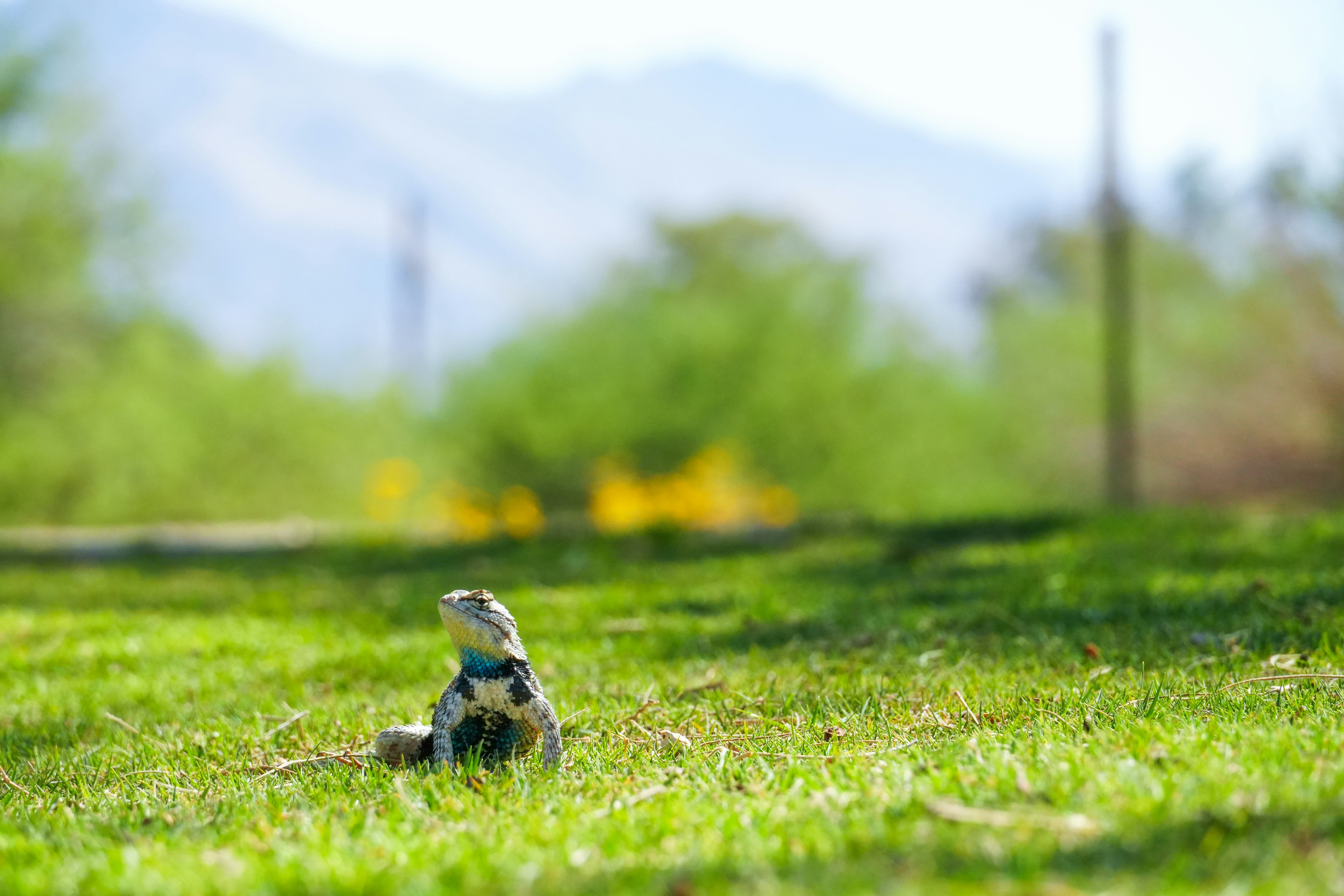 An iguana is sitting in a sunny field.