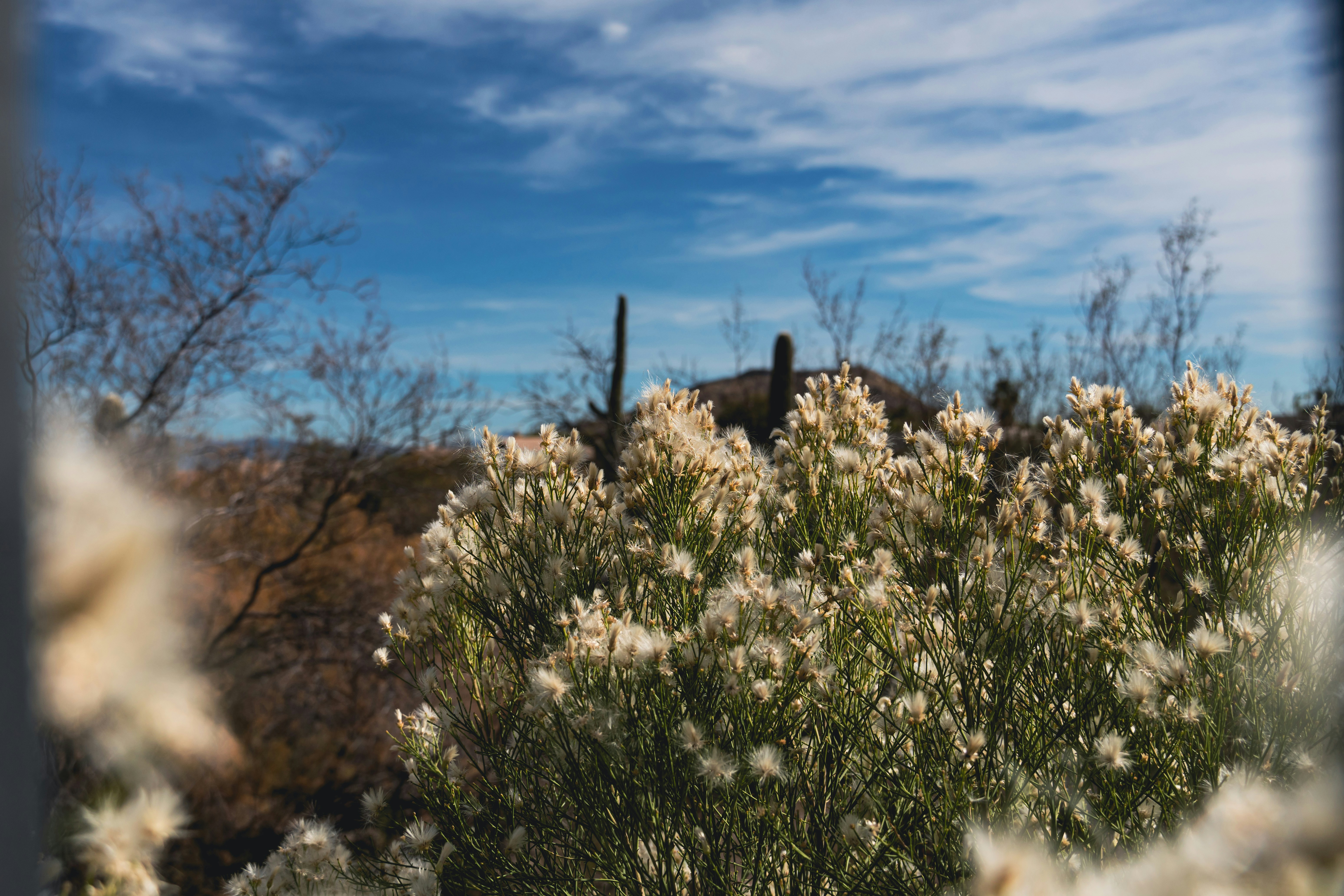 Desert plants bloom under a bright blue sky.