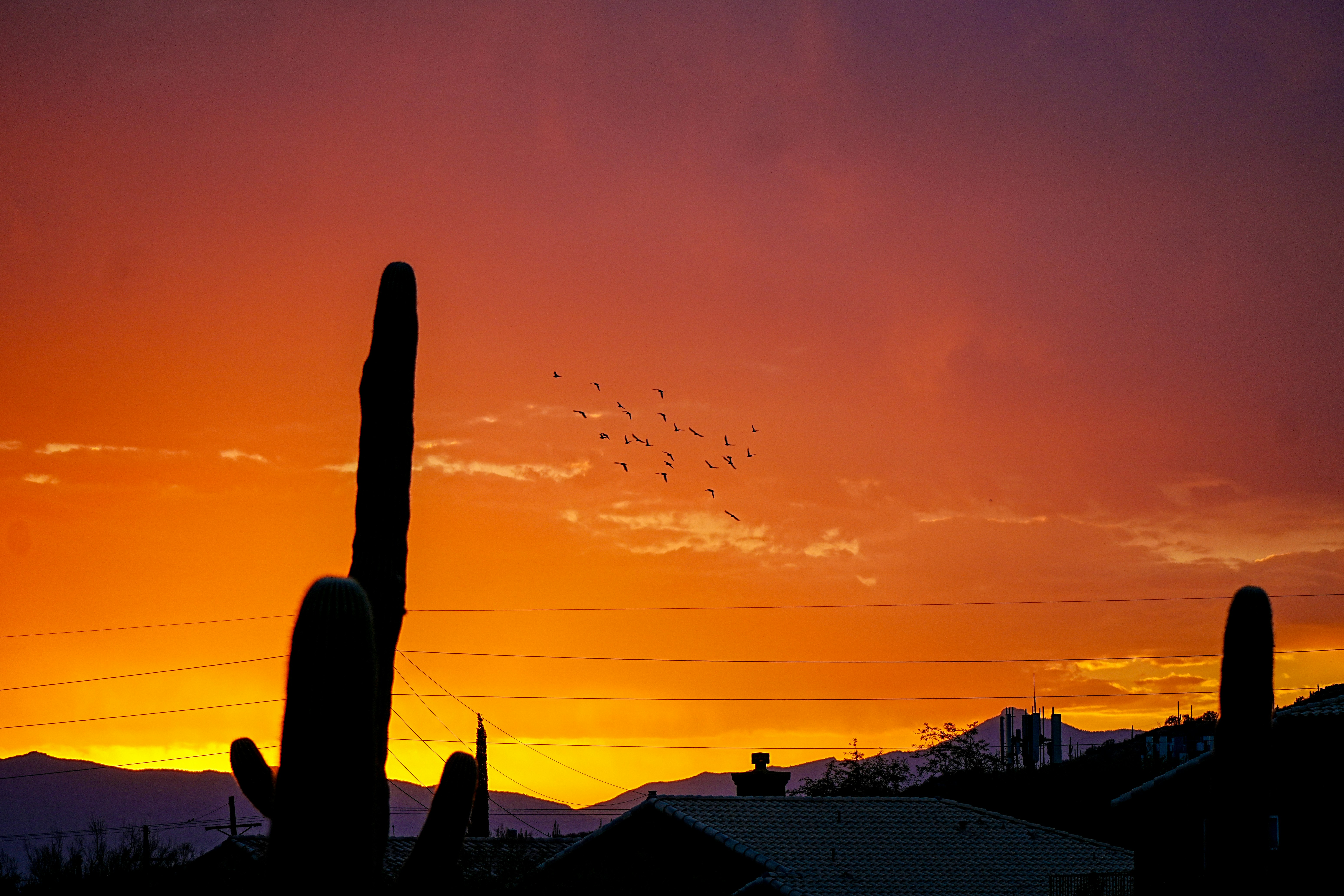 A sunset casts a fiery glow over cacti.