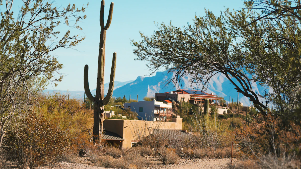 Desert-style front yard with cactus in front of a house