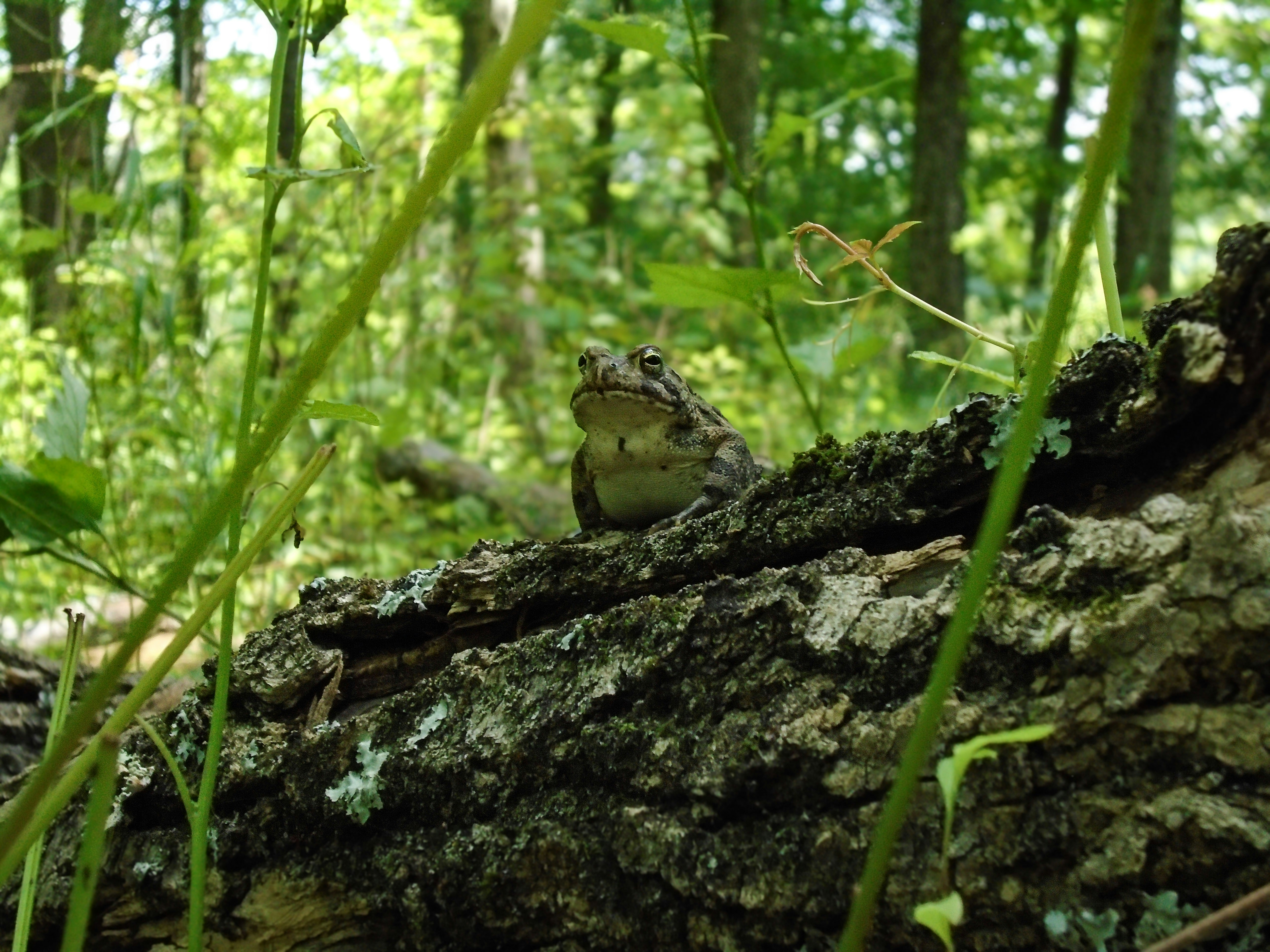 A frog sits on a tree trunk in the forest.