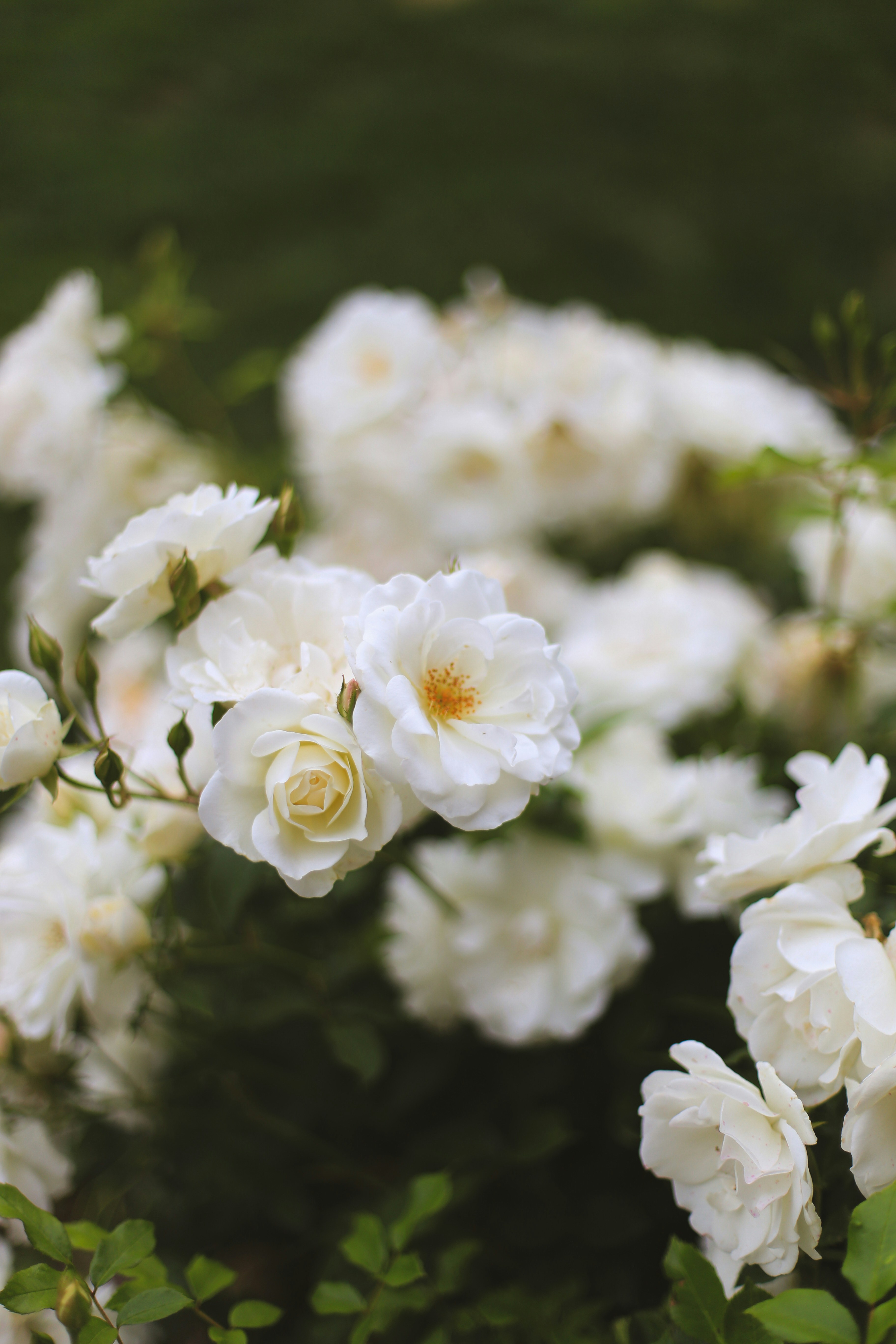 Want your roses to ramble romantically over a tall obelisk? Here's how to  do it so it looks jaw-dropping | Gardens Illustrated, image size:3000x4500