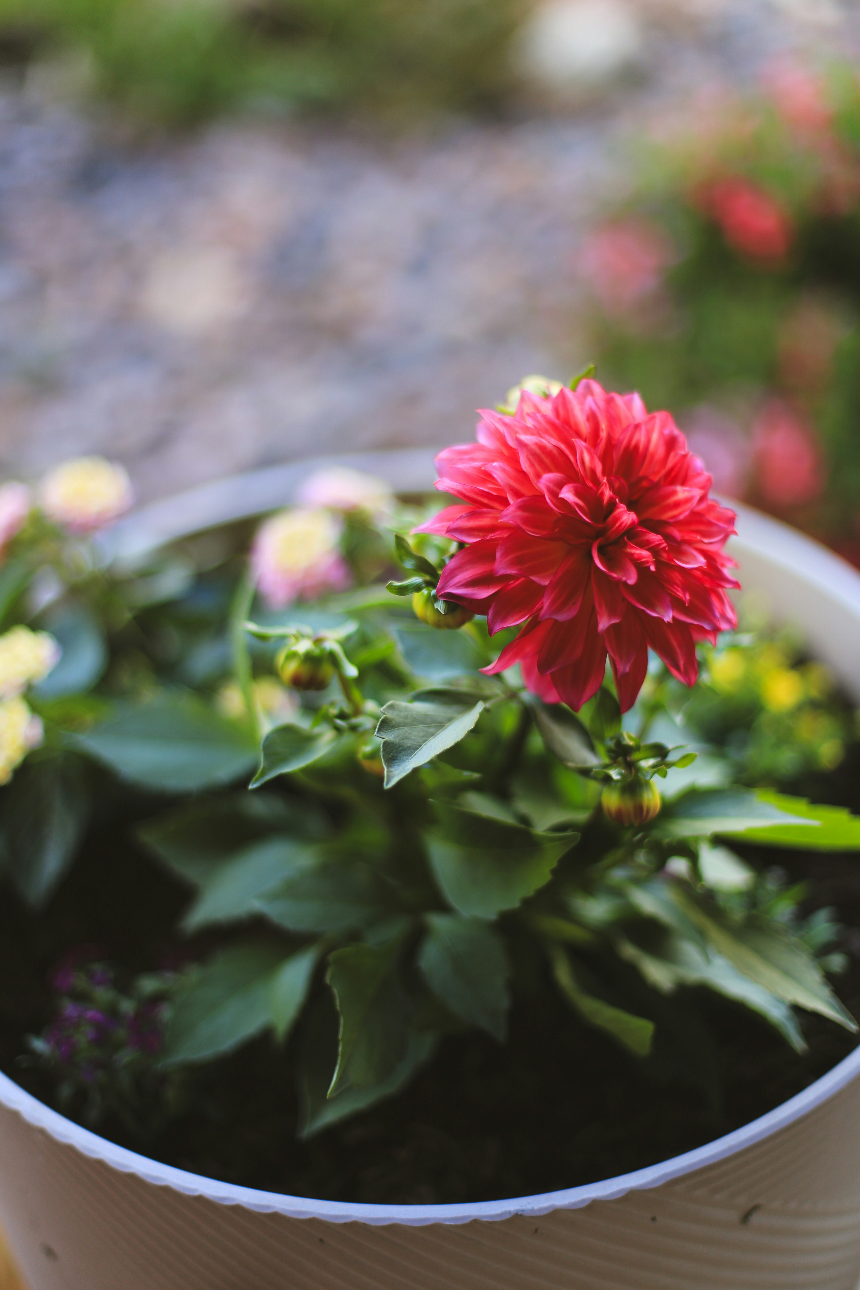 Photo by jessicalfadel