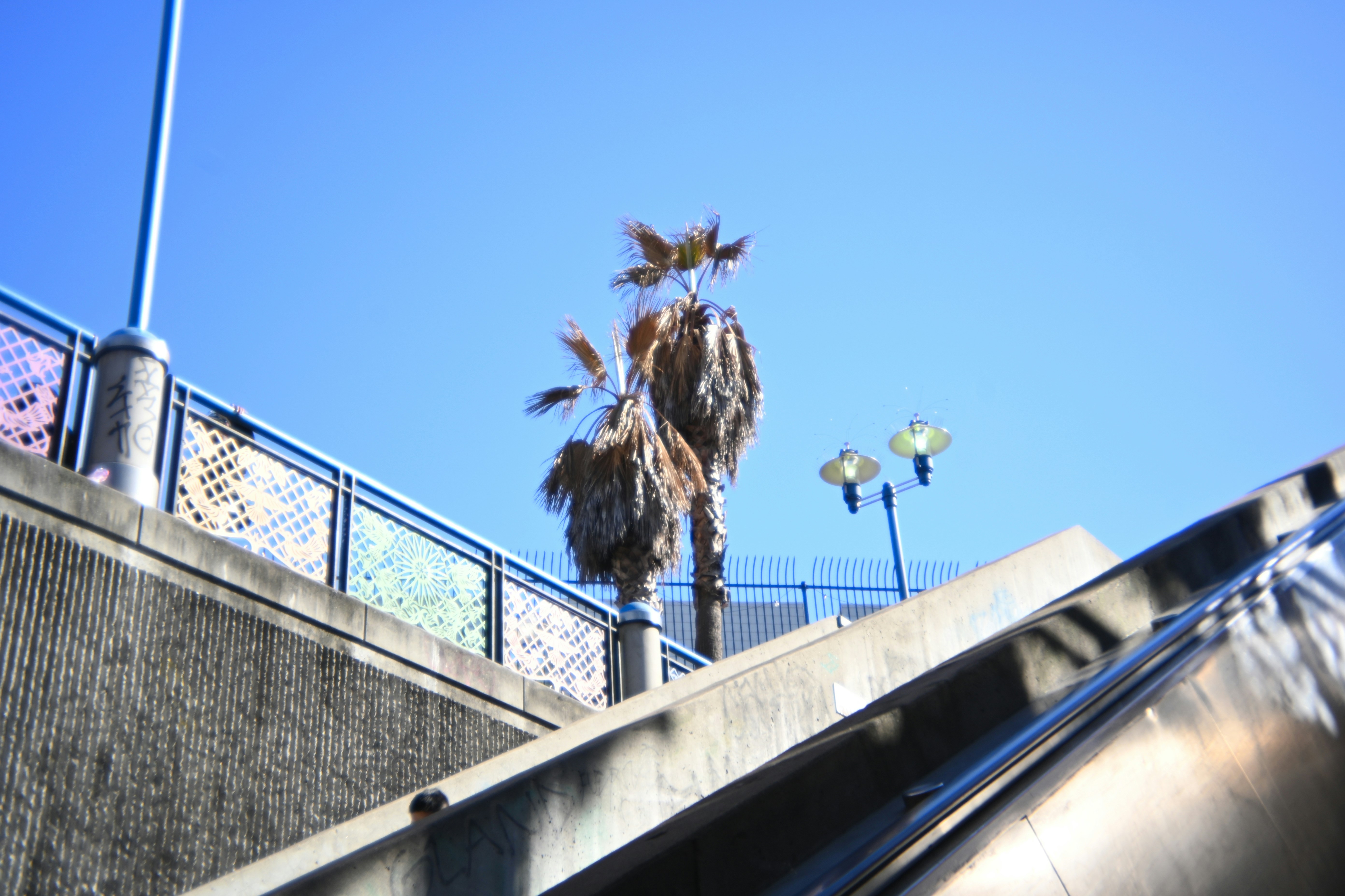 Palm trees are seen near a blue sky.