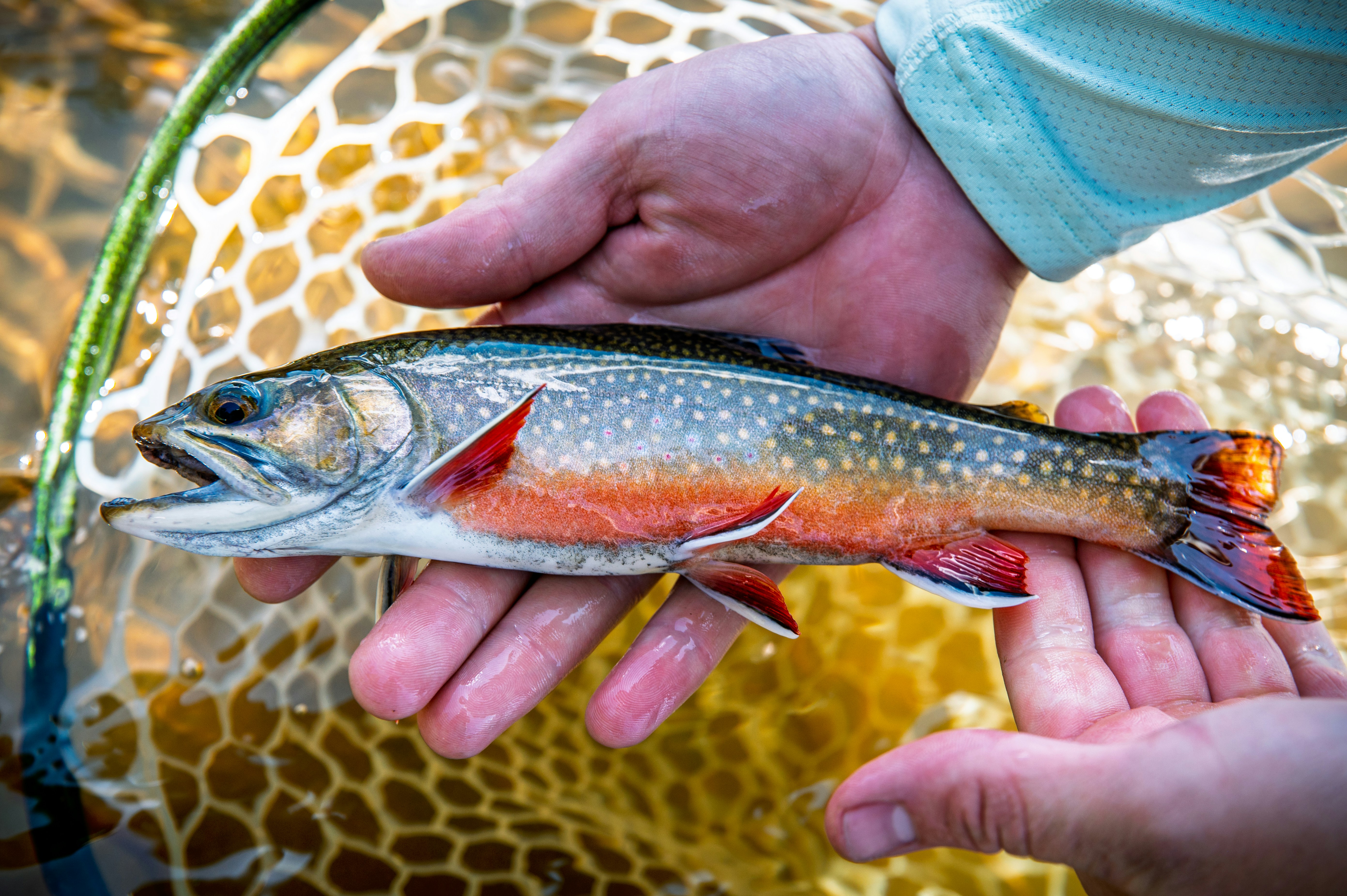 A person holds a beautiful brook trout.