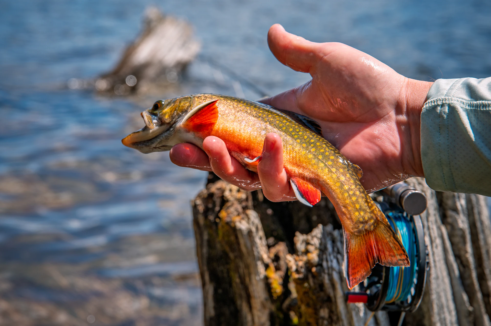 A person holds a freshly caught, colorful trout.