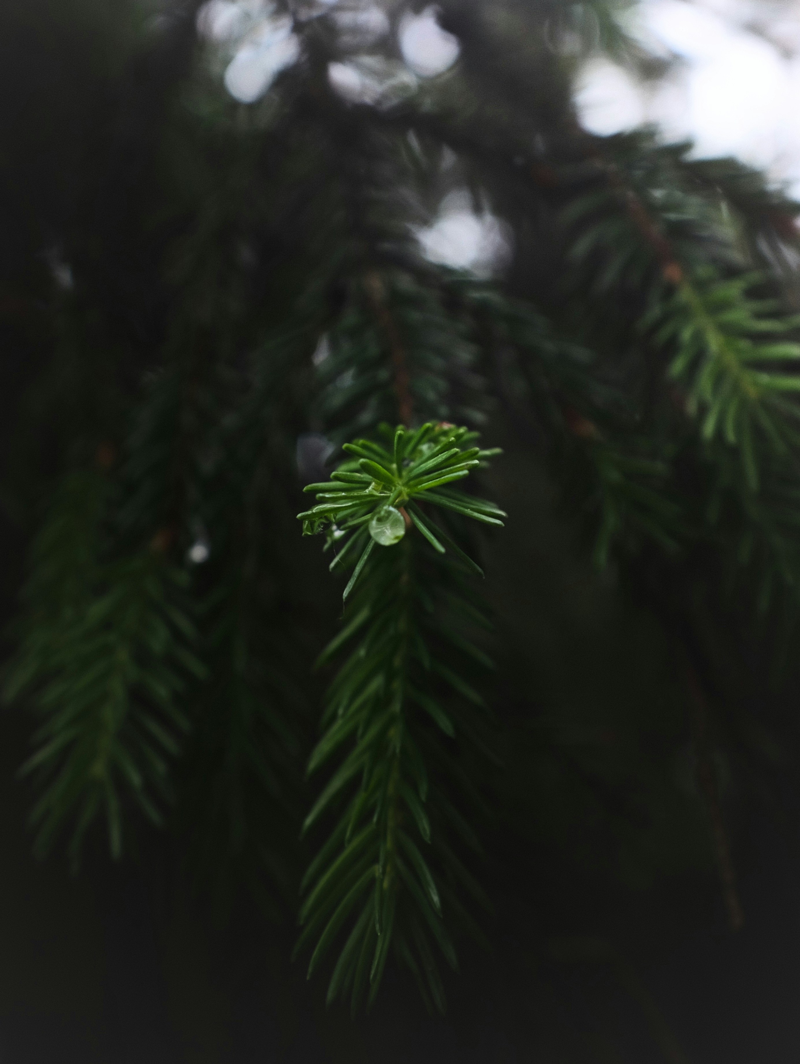 雨滴は針葉樹の枝にかかっています。