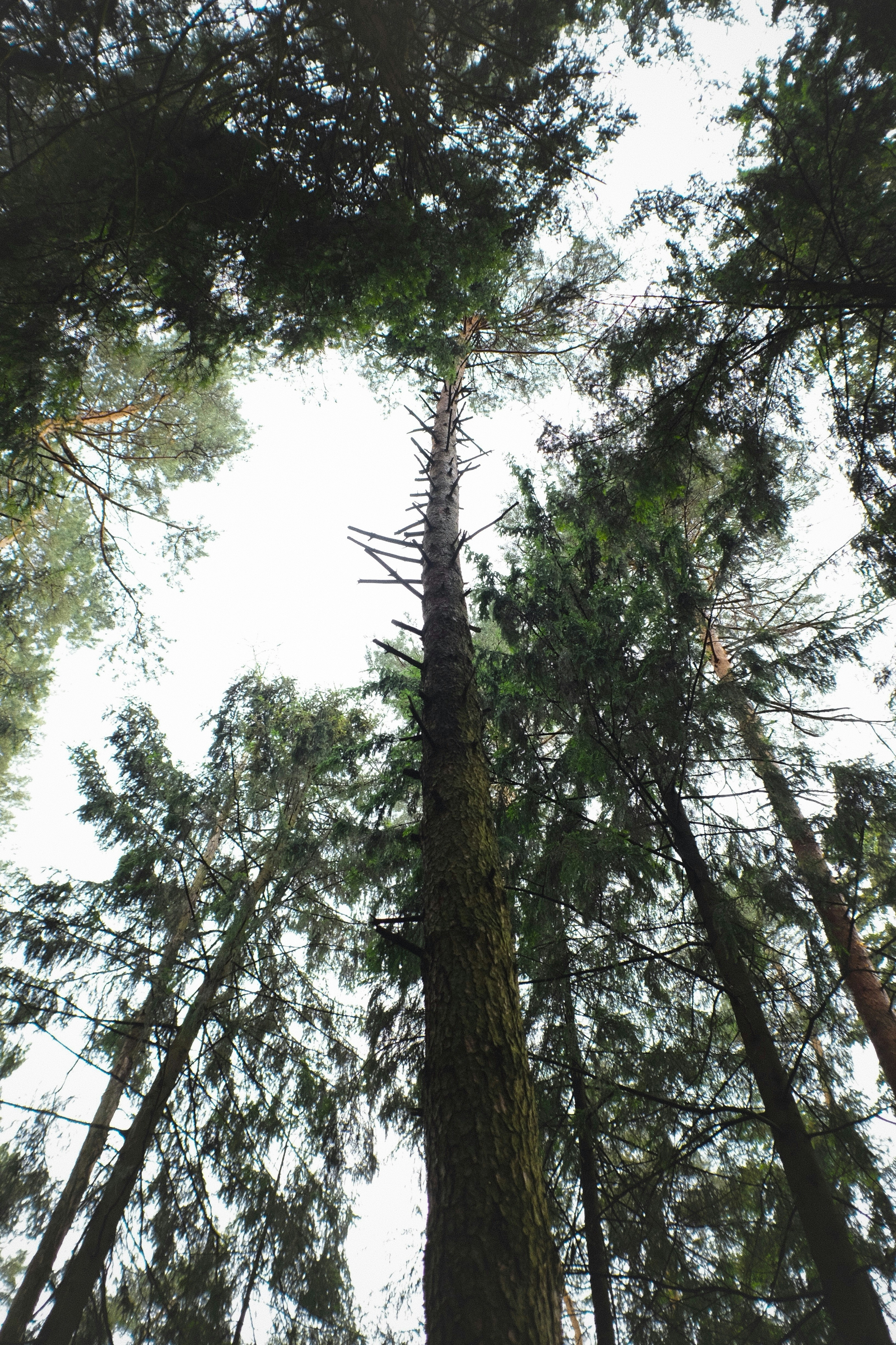 高い木々の間から曇り空を見上げます。